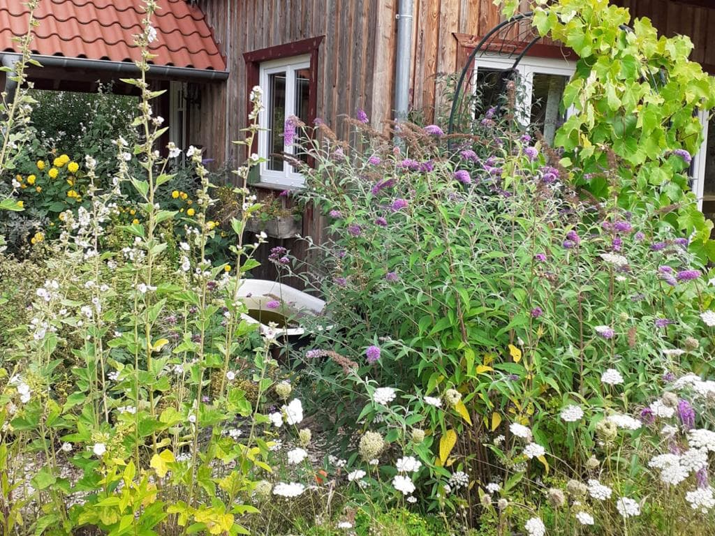 Blick in den Garten Ferienhaus Am Wegesrand Müden Örtze