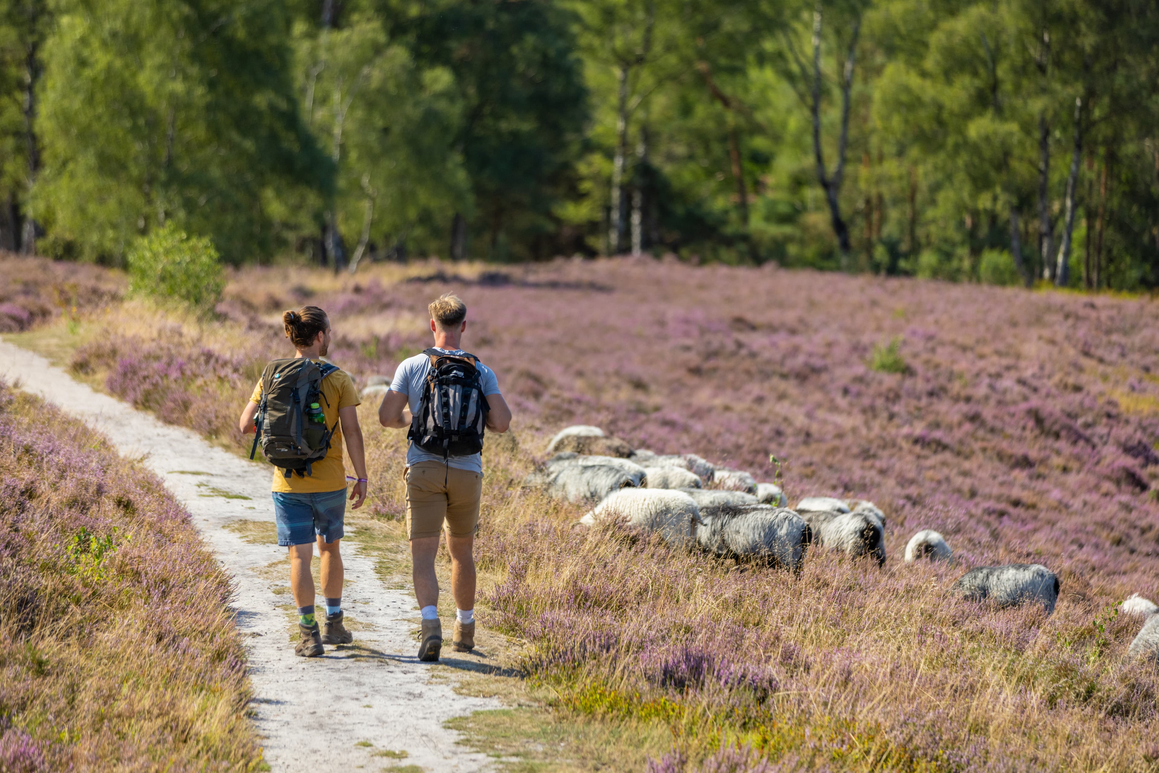 Wanderer Herde Heidschnucken Brunsberg Sprötze