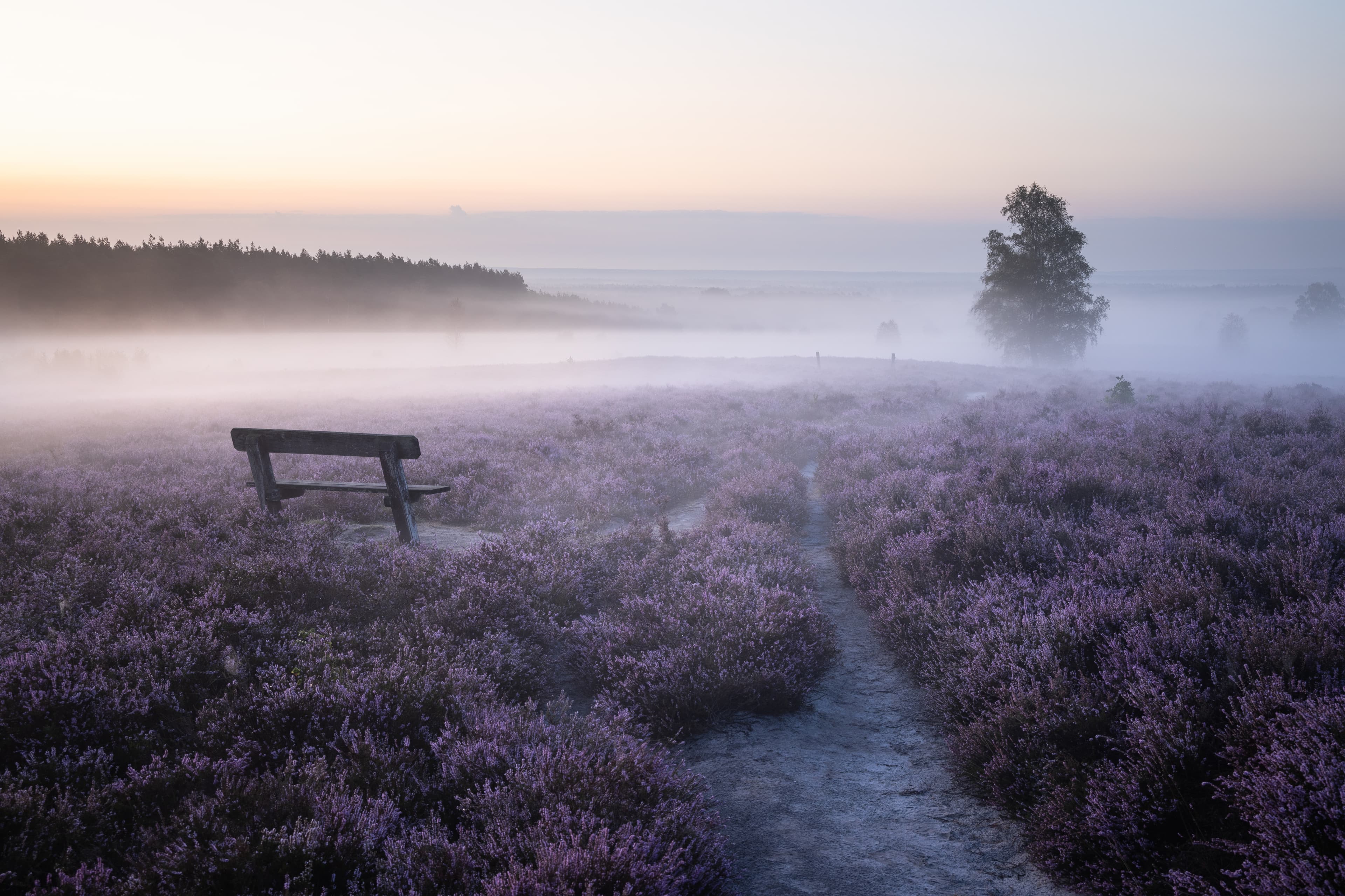 Wietzer Berg in Müden (Örtze) am Heidschnuckenweg im Morgennebel
