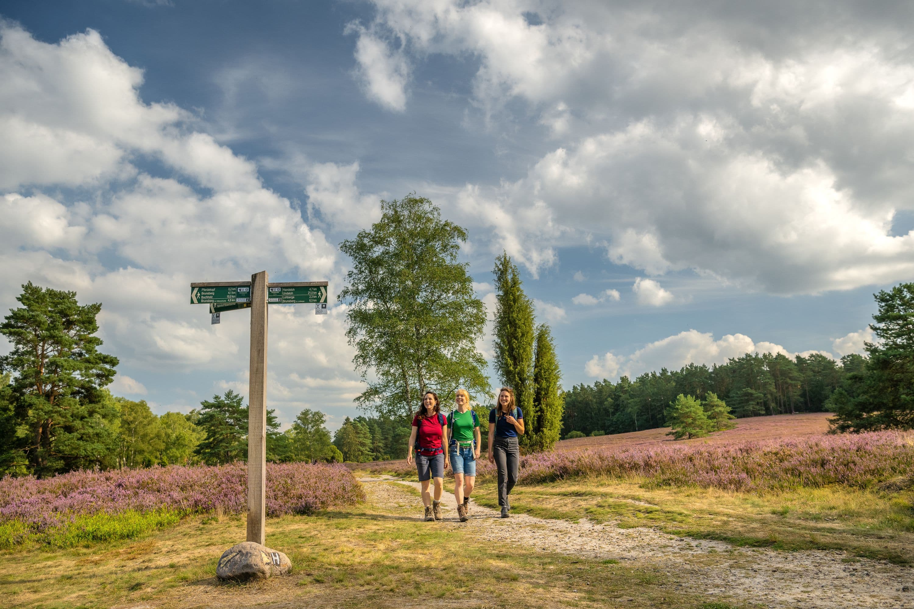 die heideschleife büsenbachtal ist gut ausgeschildert für eine wanderungthe heideschleife büsenbachtal is well signposted for a hikeheideschleife büsenbachtal er godt skiltet til en vandreturde heideschleife büsenbachtal is goed aangegeven voor een wandeling