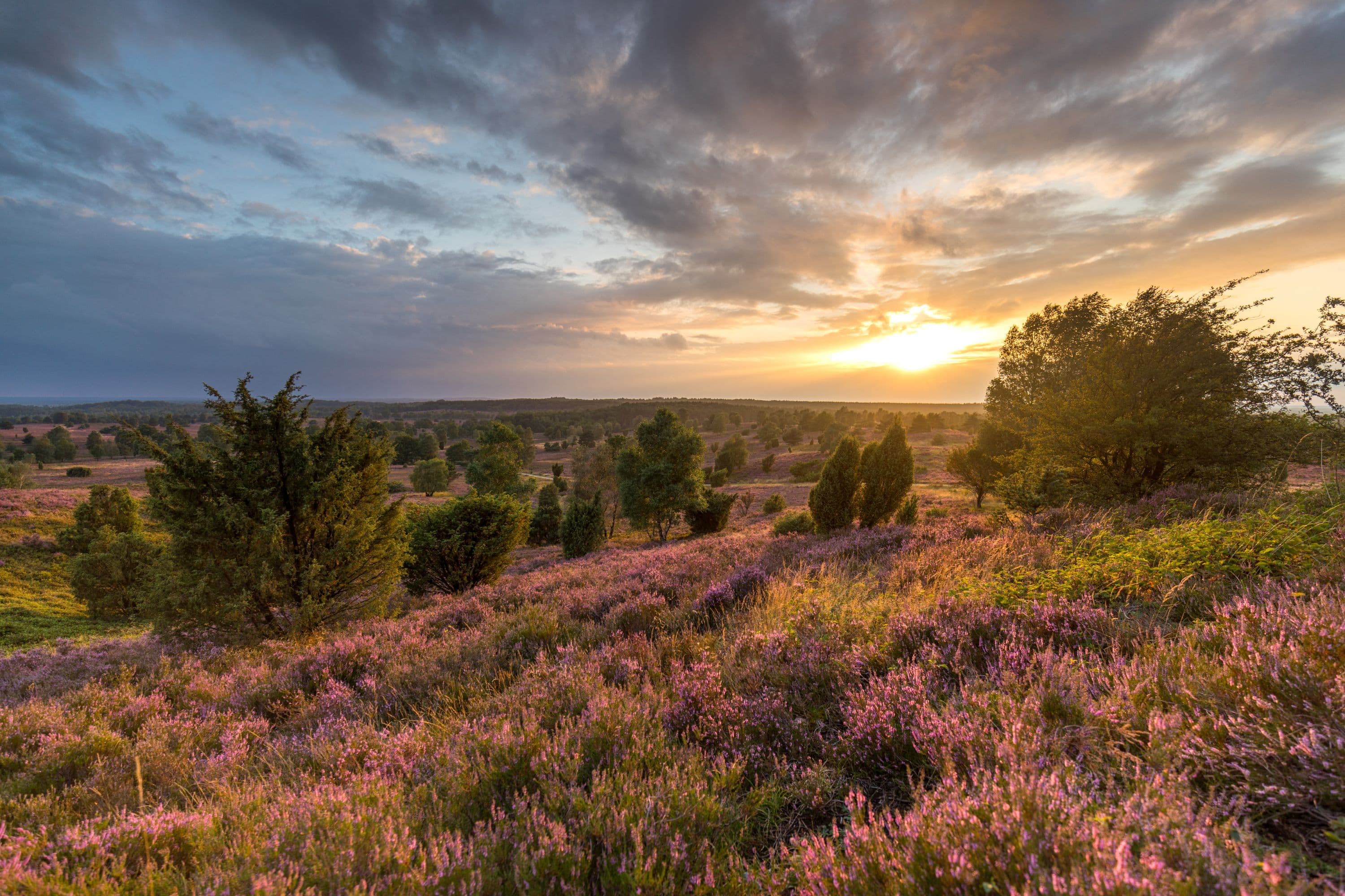 Bispingen Wilseder Berg Heidebluete Sonnenuntergang