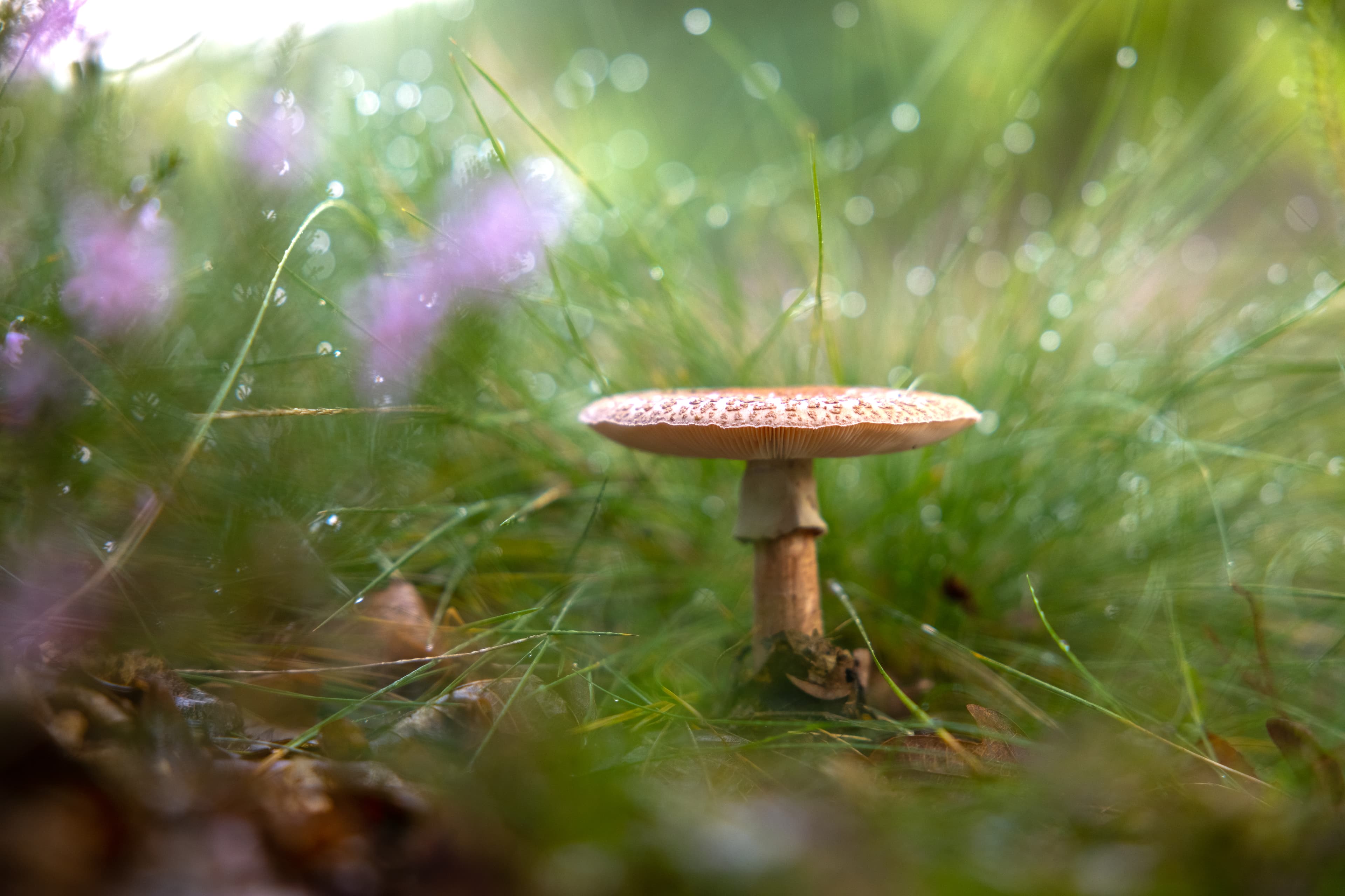 Abwechslungsreiche Flora wie Pilze in der Fischbeker Heide