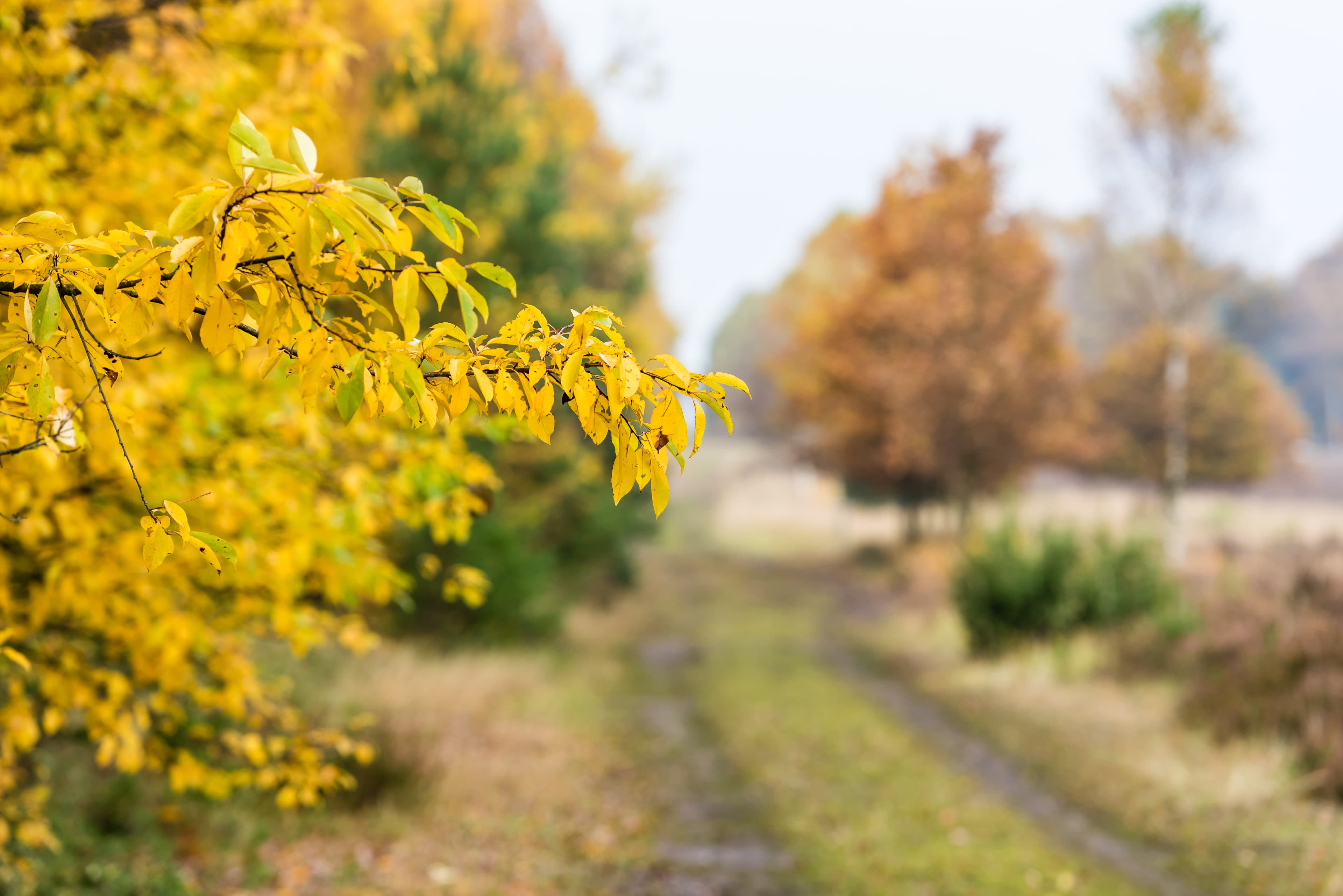 Tiefental bei Hermannsburg im Herbst Wanderweg Heidschnuckenweg