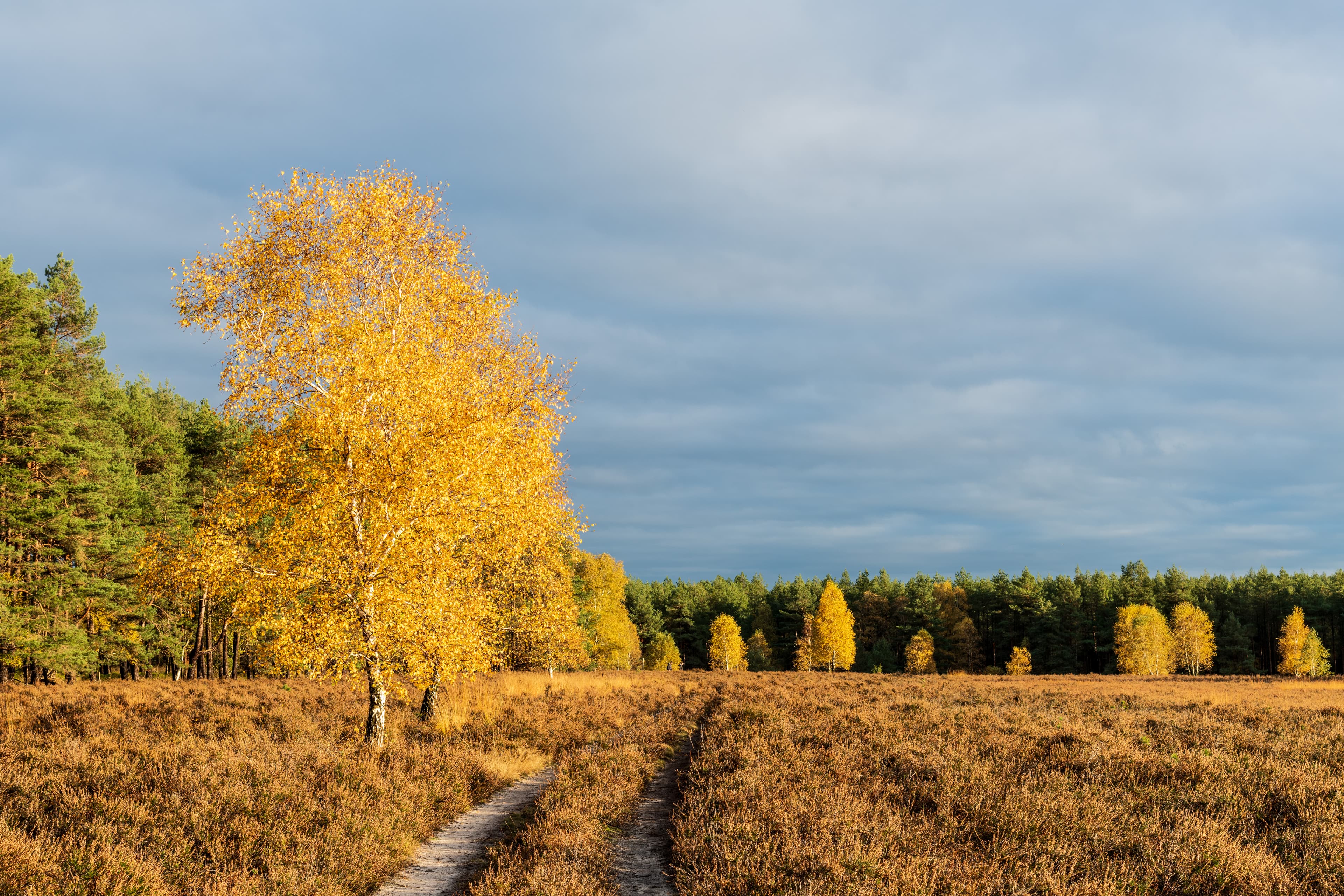 Misselhorner Heide Hermannsburg im Herbst am Heidschnuckenweg
