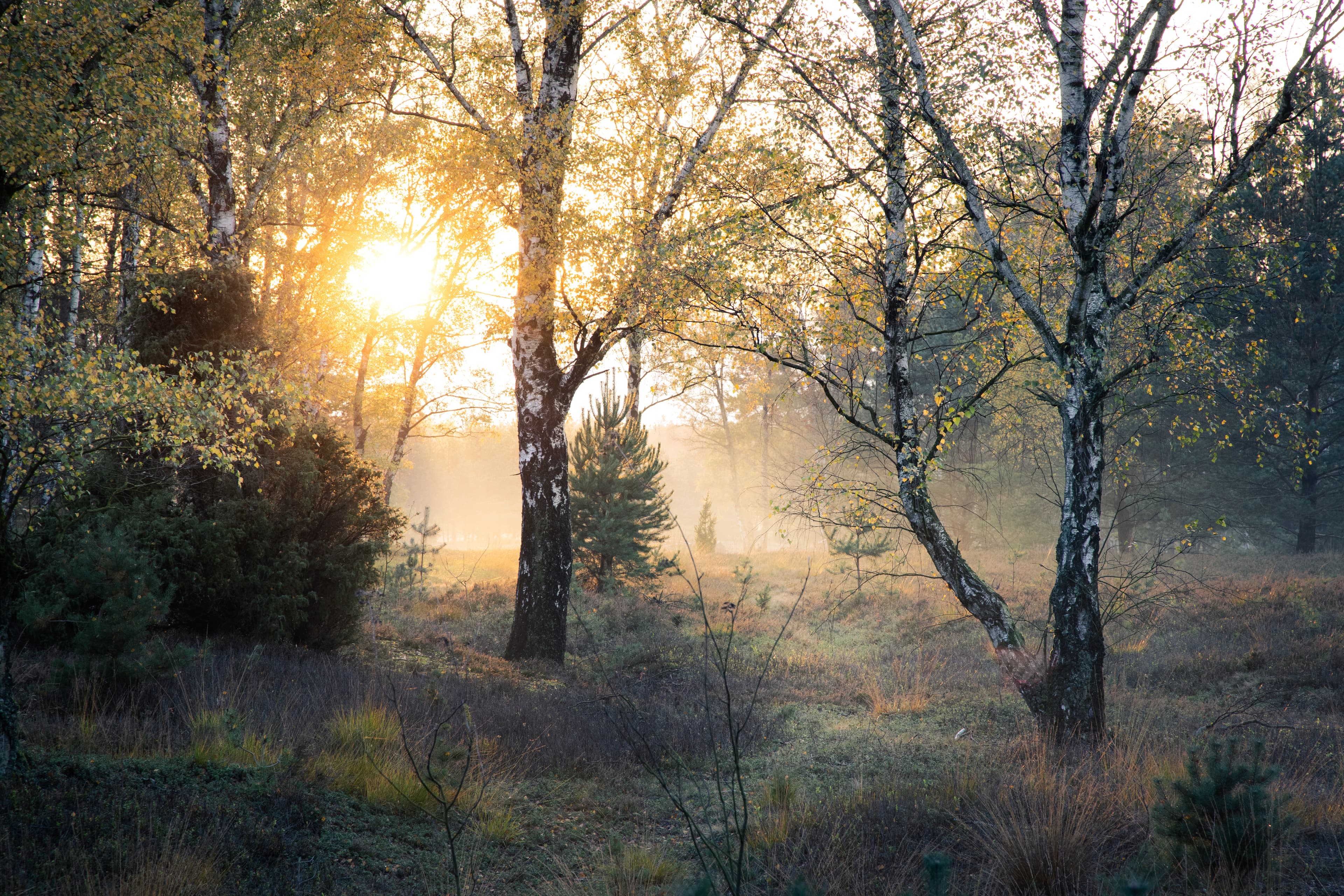 Sonnenstrahlen in der Oberoher Heide am Heidschnuckenweg im Herbst