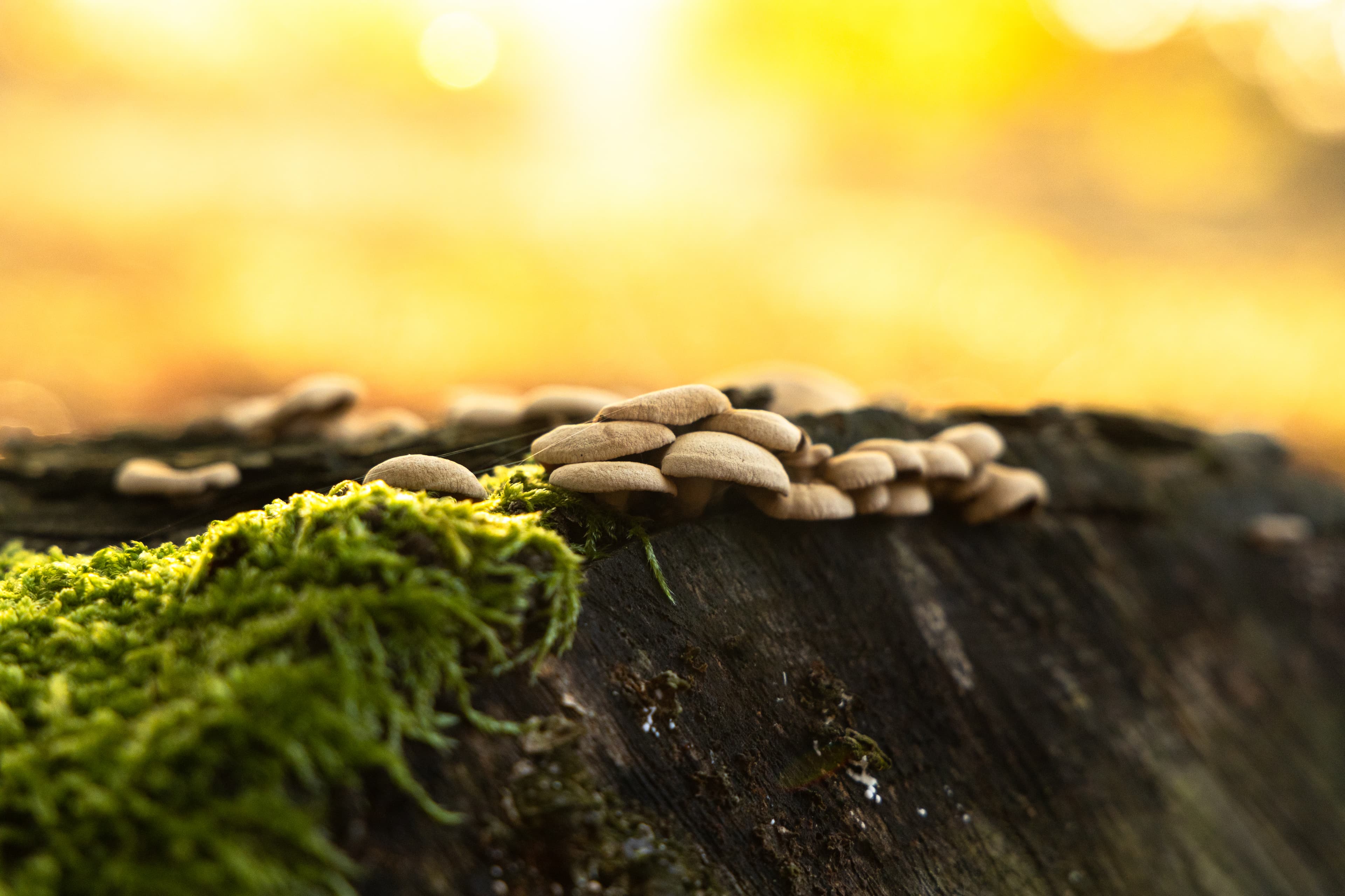 Pilze in Bispingen am Heidschnuckenweg Lüneburger Heide