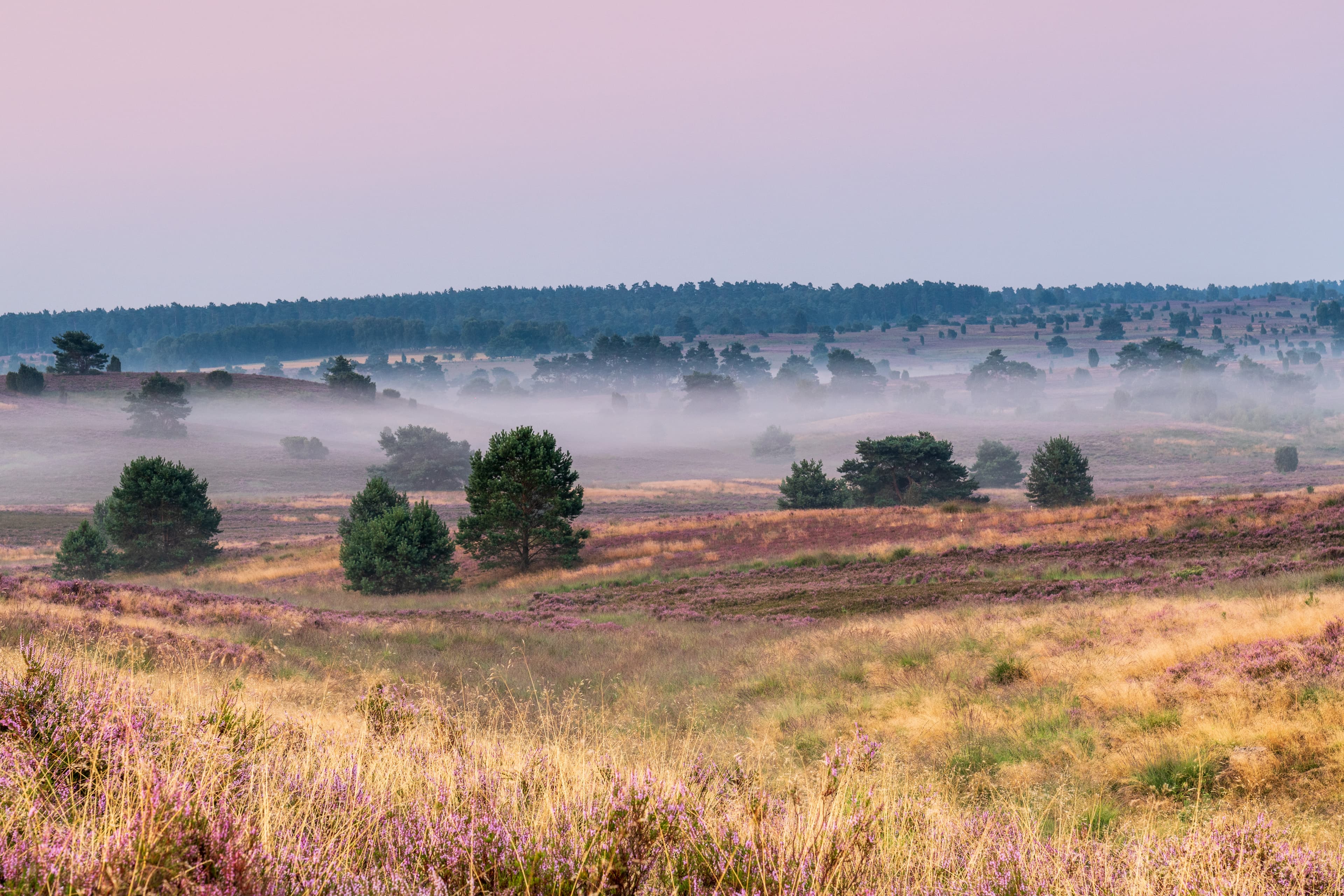 Undeloh Radenbachtal Heideblüte Nebel