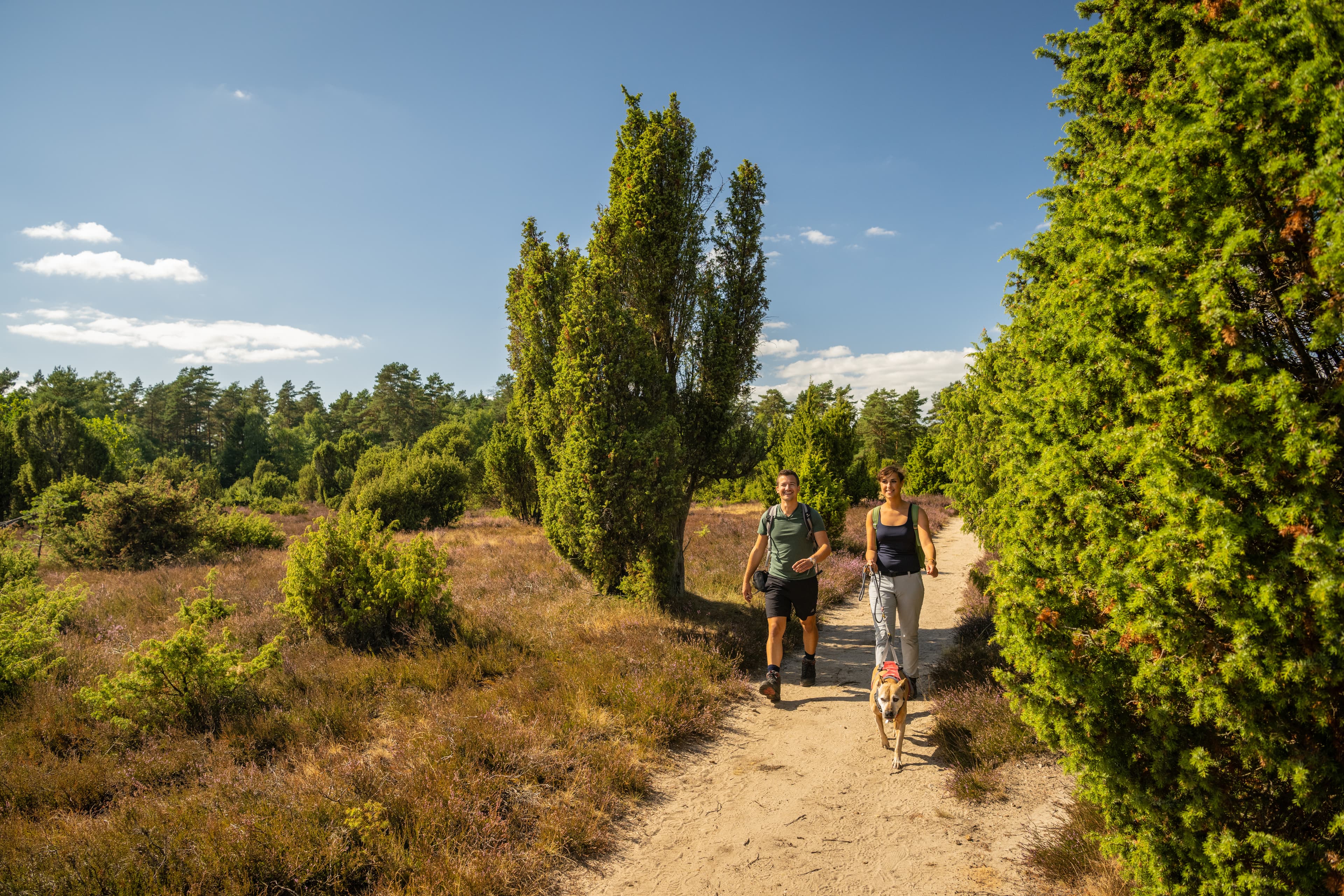 Hermannsburg Tiefental Heideblüte Wandern Hund
