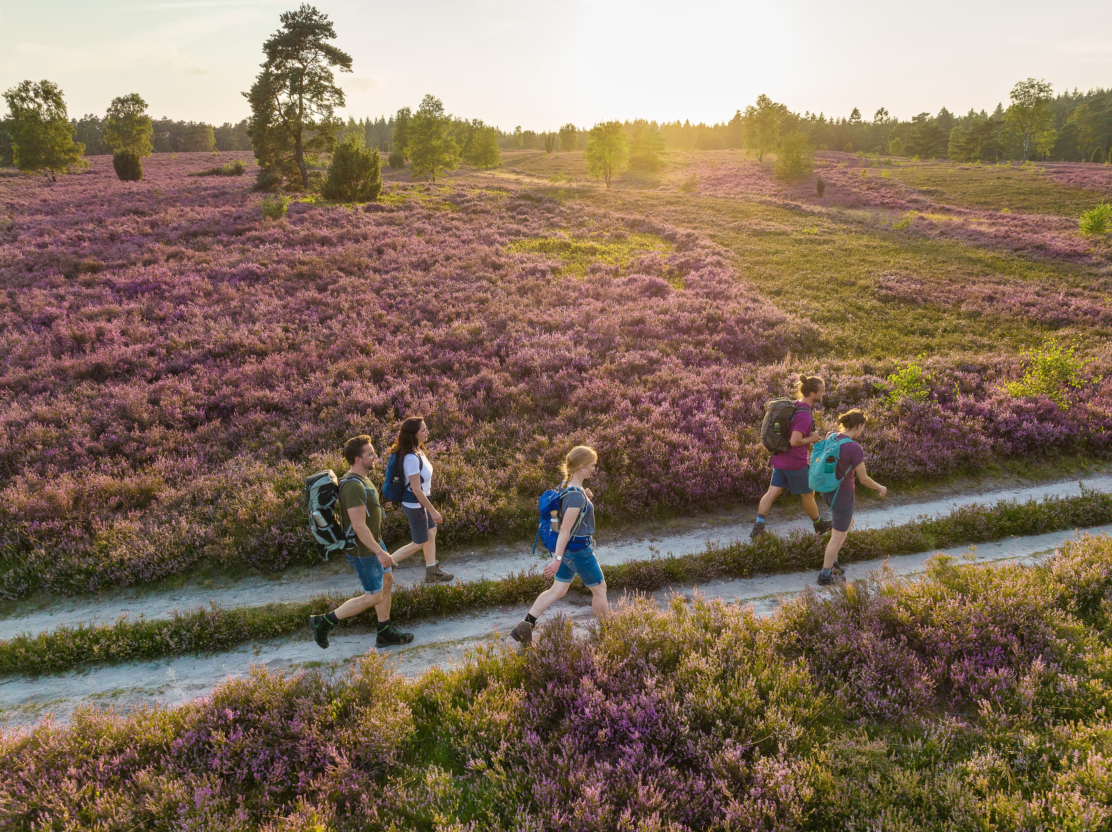 Handeloh Buesenbachtal Heideblüte