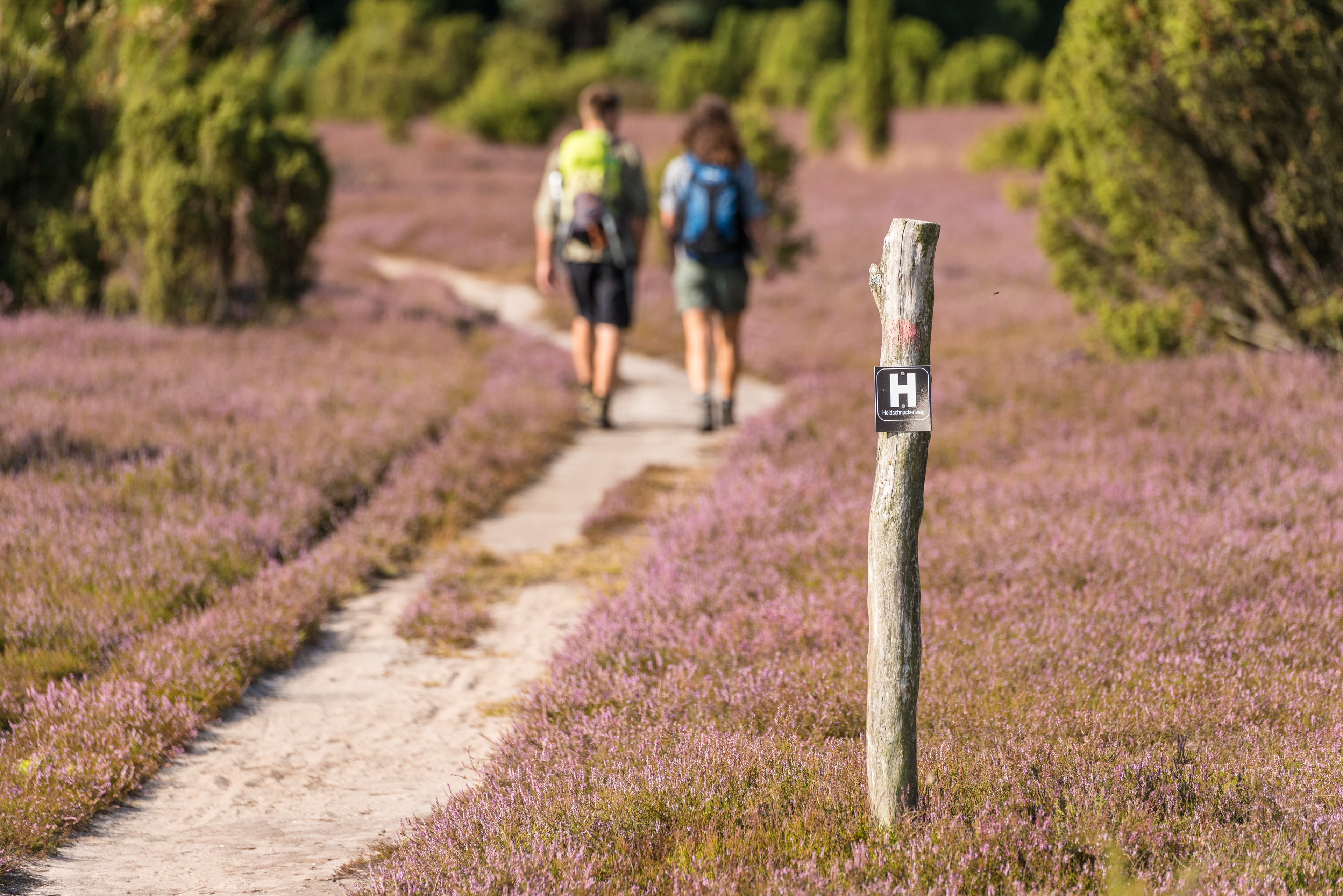 Die 5. Saison - Wandern während der Heideblüte im Spätsommer