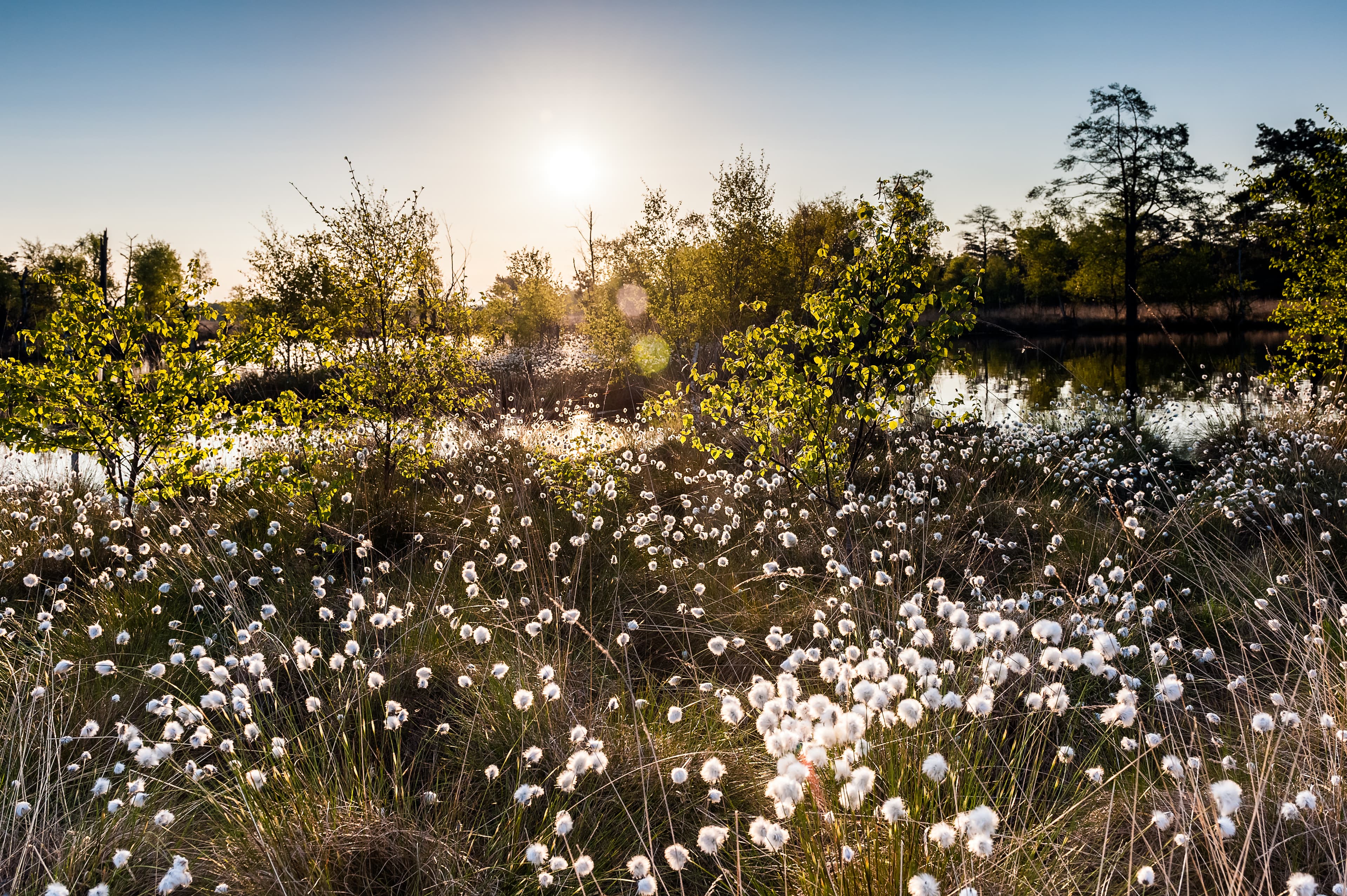 Die Wollgrasblüte im Pietzmoor