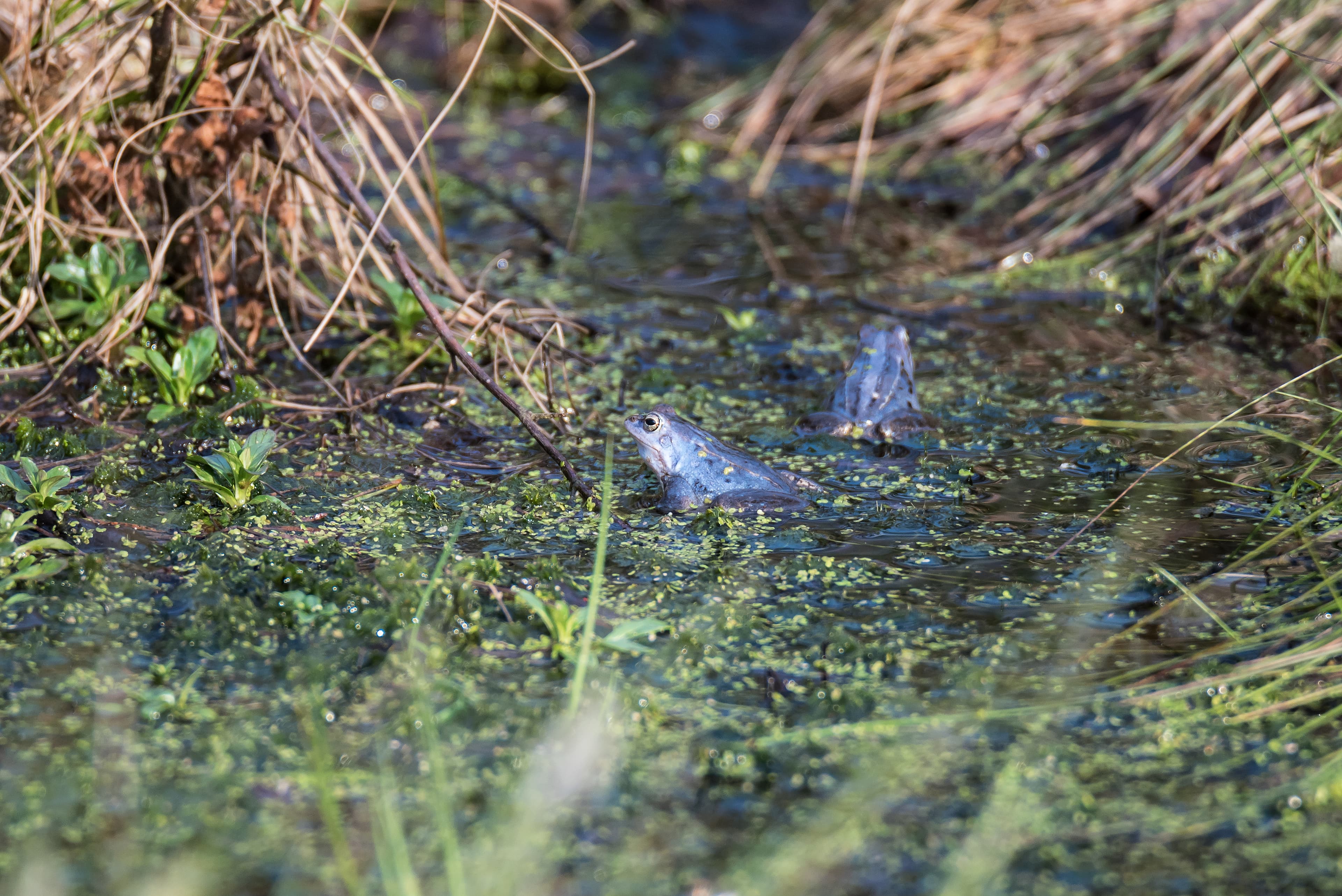 Blaue Moorfrösche im Pietzmoor