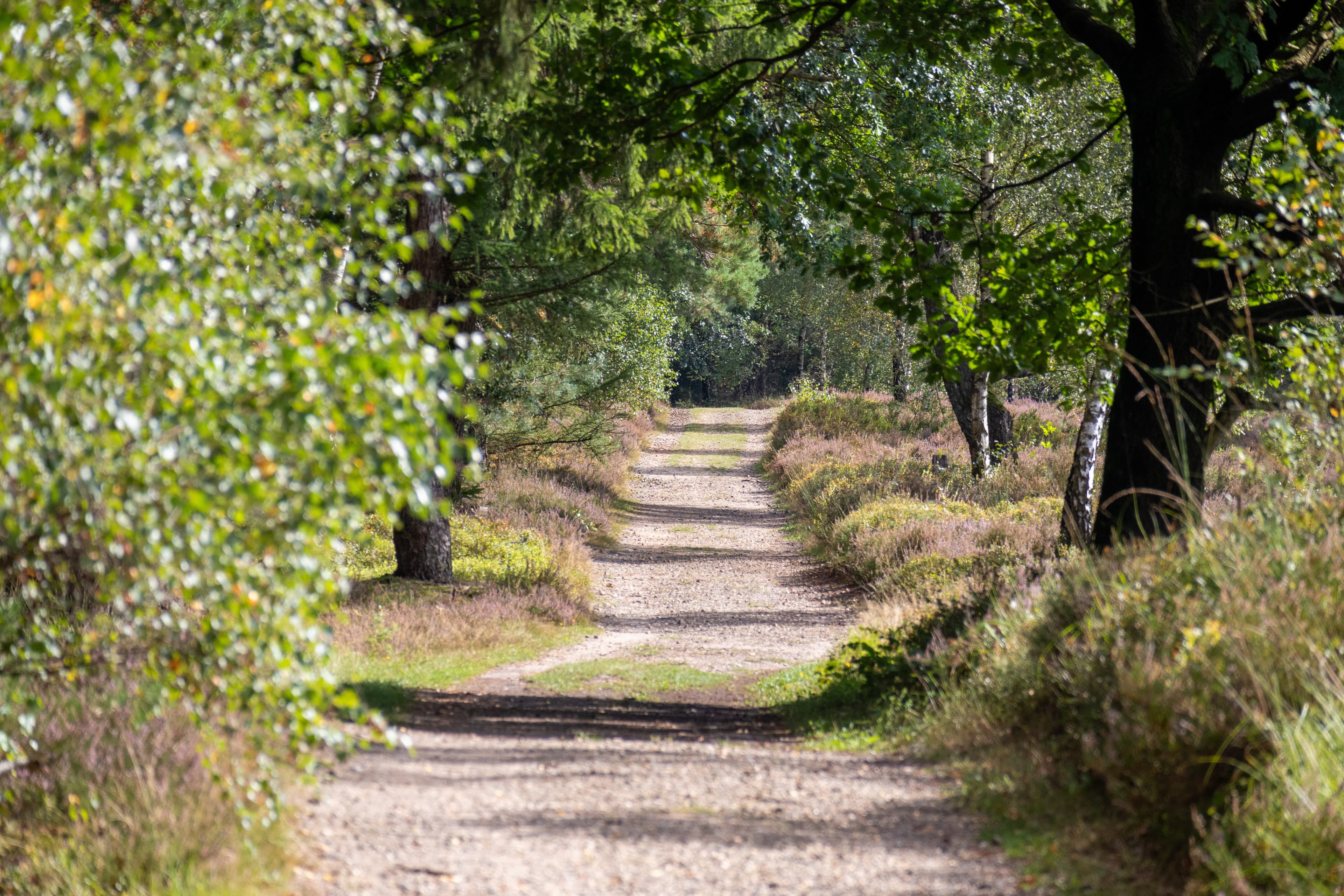 Wandern auf dem Heidschnuckenweg in der Lüneburger Heide