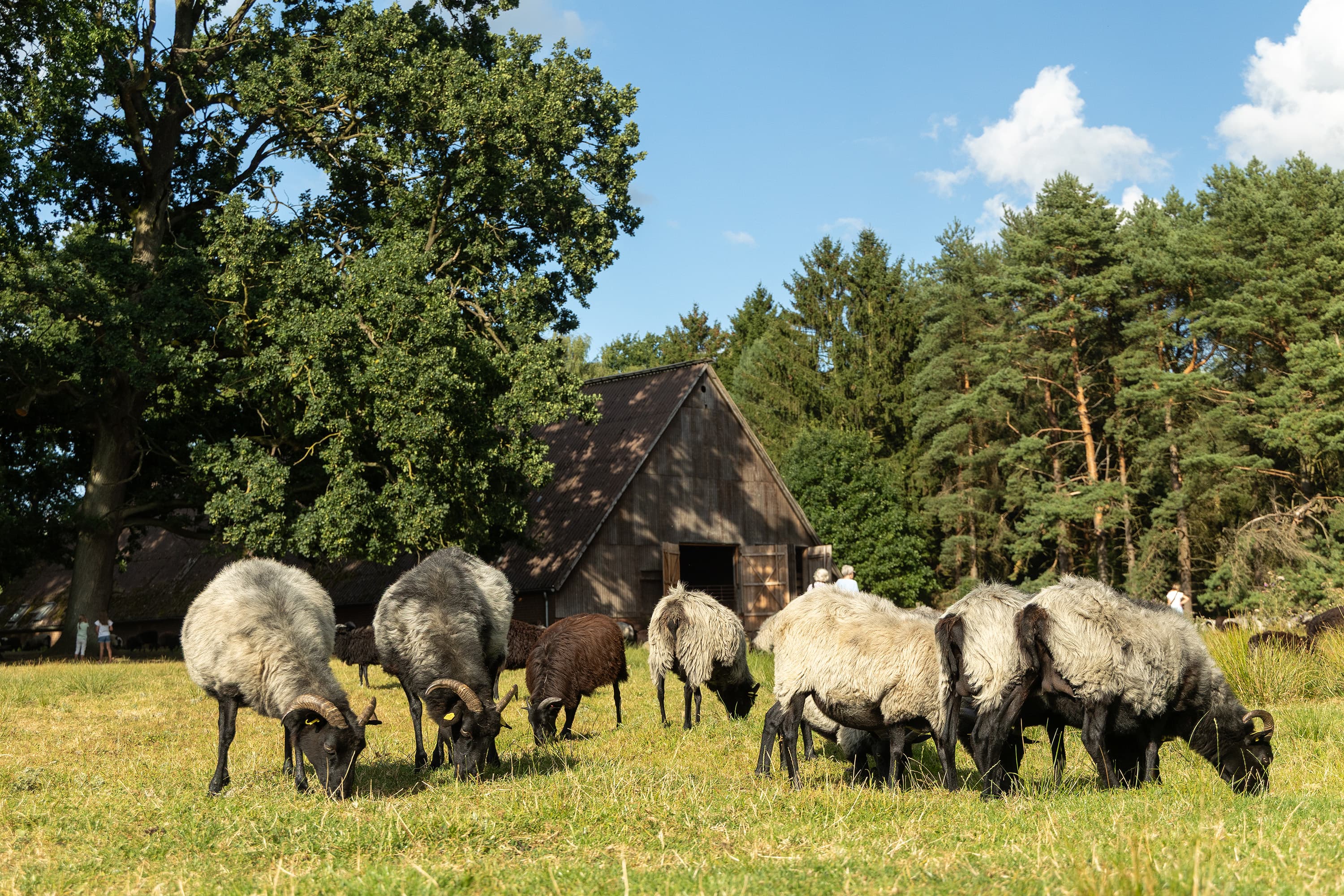 Heidschnuckeneintrieb in der Misselhorner Heide bei Hermannsburg