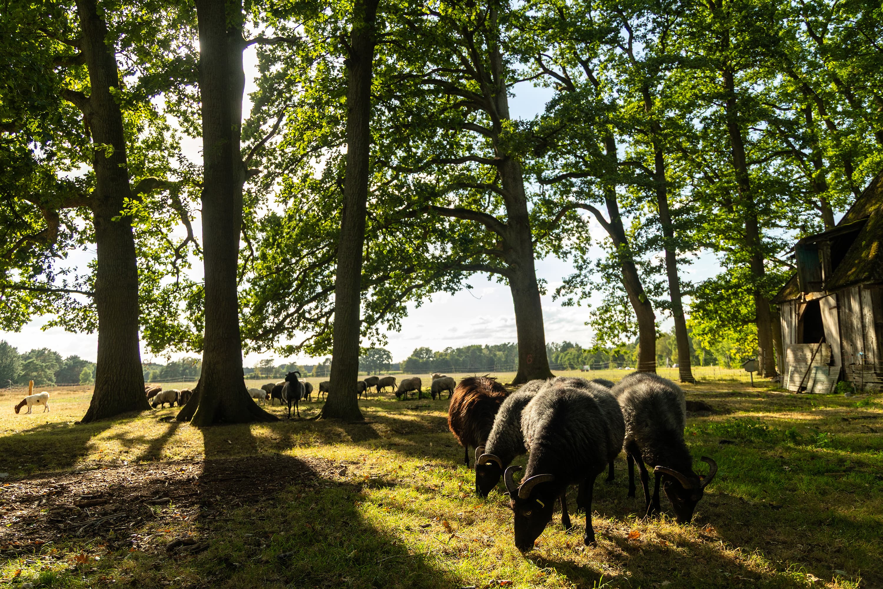 Heidschnuckeneintrieb in der Misselhorner Heide bei Hermannsburg
