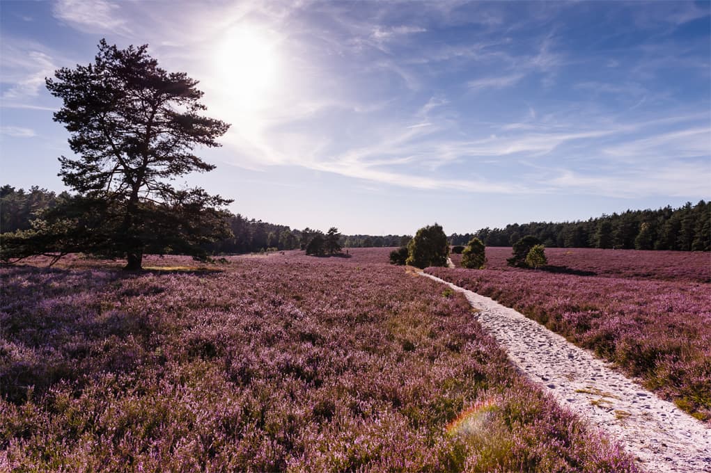 Misselhorner Heide bei Hermannsburg Naturpark Südheide Heidschnuckenweg Wandern