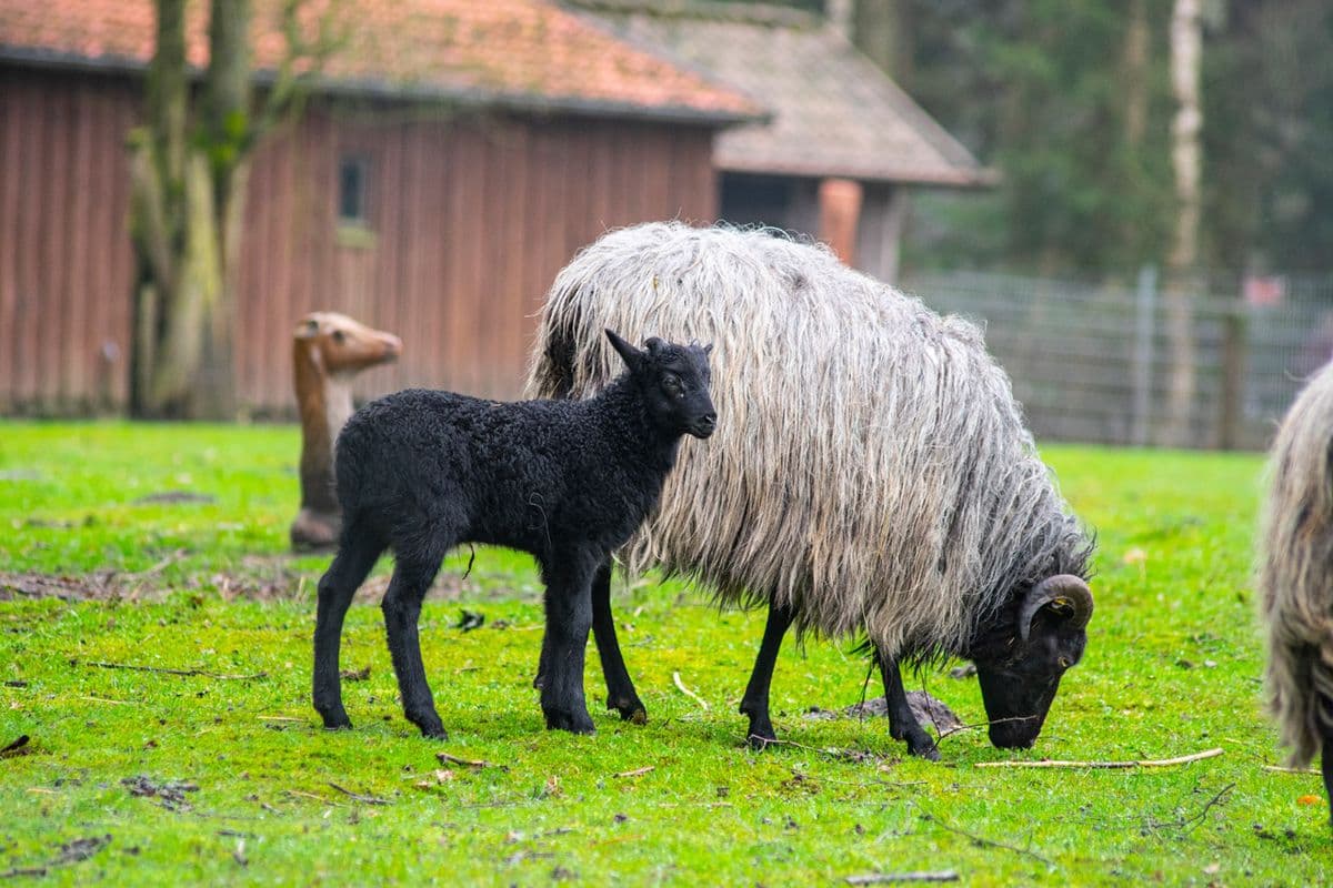 Wildpark Müden - Tierisch nah dran!