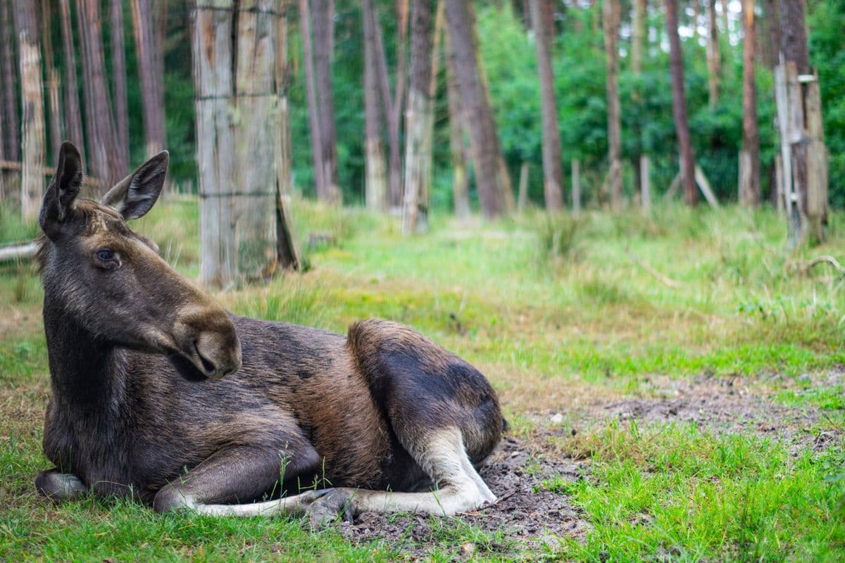 Wildpark Müden - Tierisch nah dran!