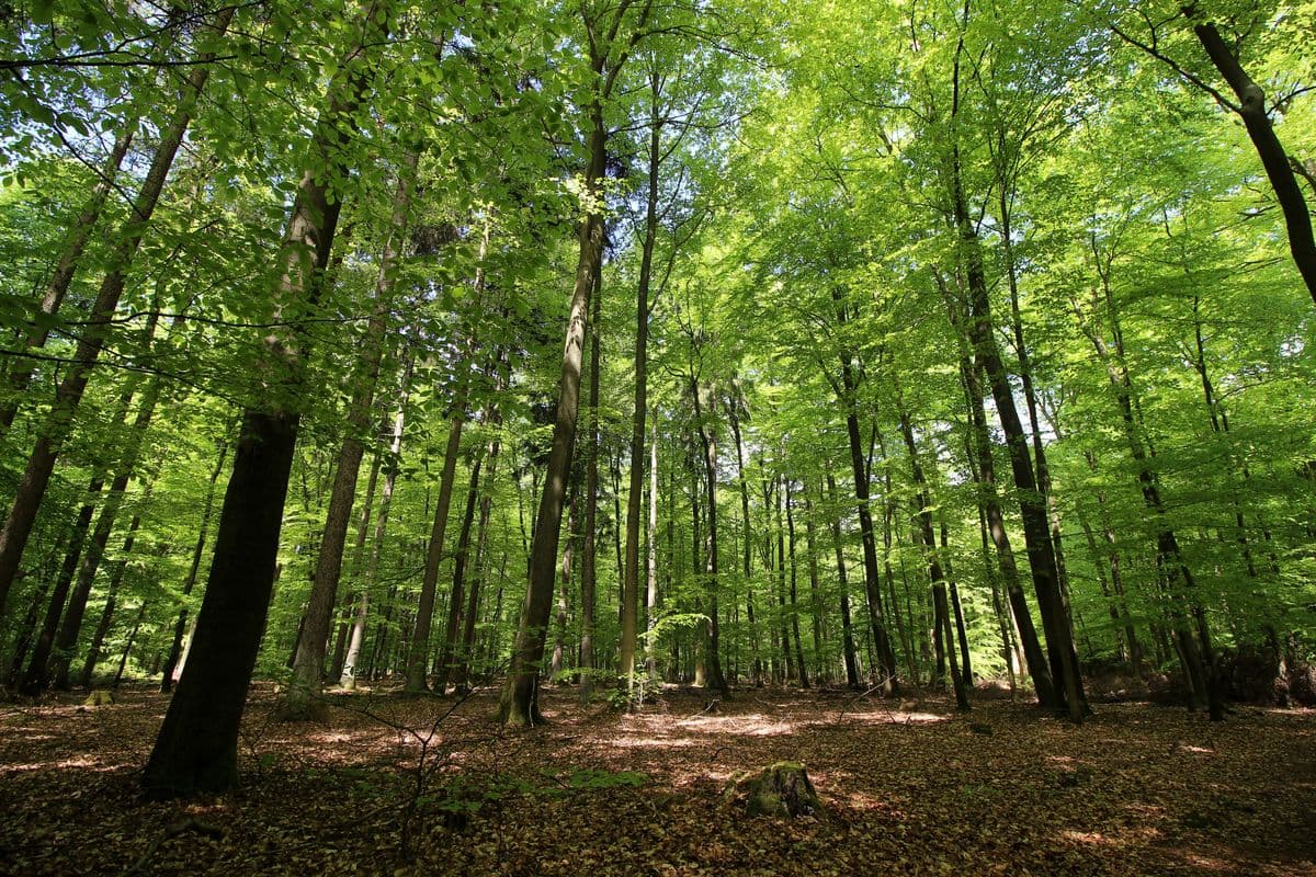 Lüßwald Unterlüß Südheide