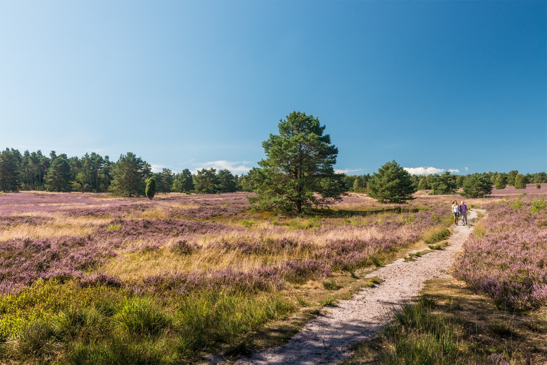 sehenswuerdigkeit lueneburger heide