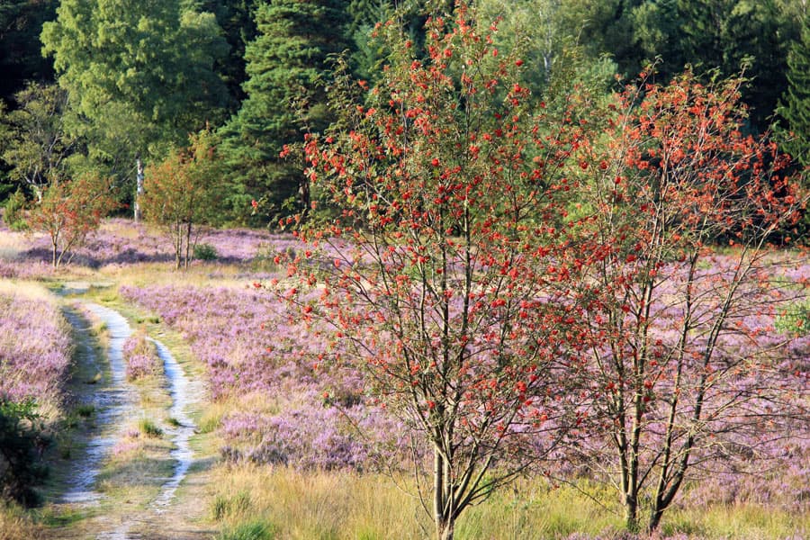 Büsenbachtal,Handeloh,Lüneburger,Heide,