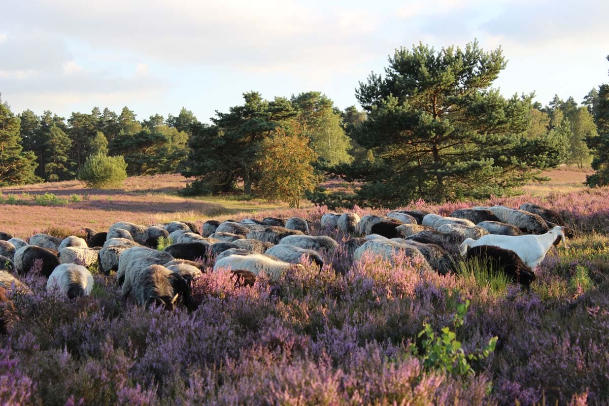 Heidschnucken im malerischen Büsenbachtal bei Handeloh