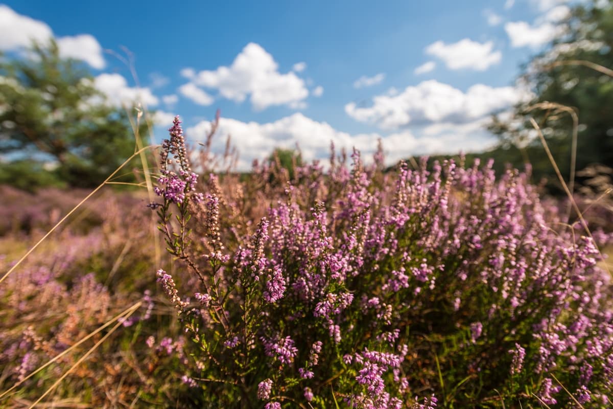 Weseler Heide bei Undeloh, Heideblüte