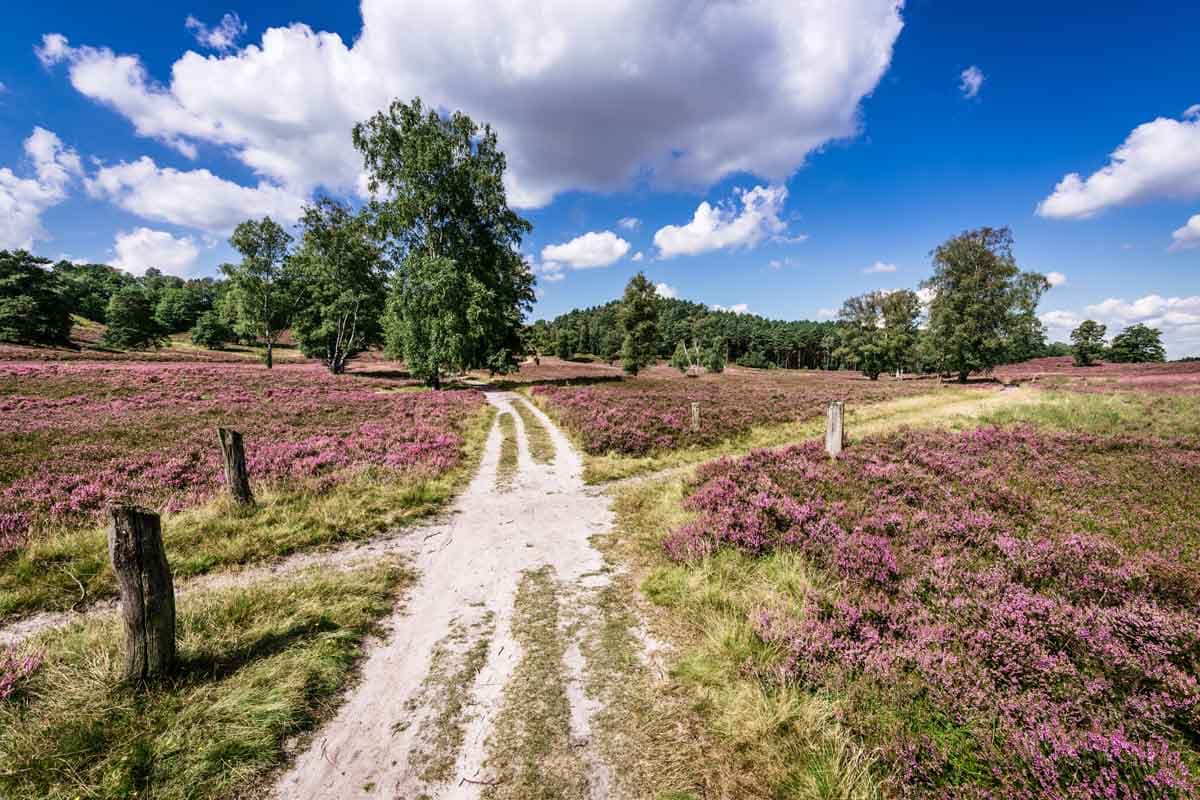 Fischbeker Heide, Nordheide
