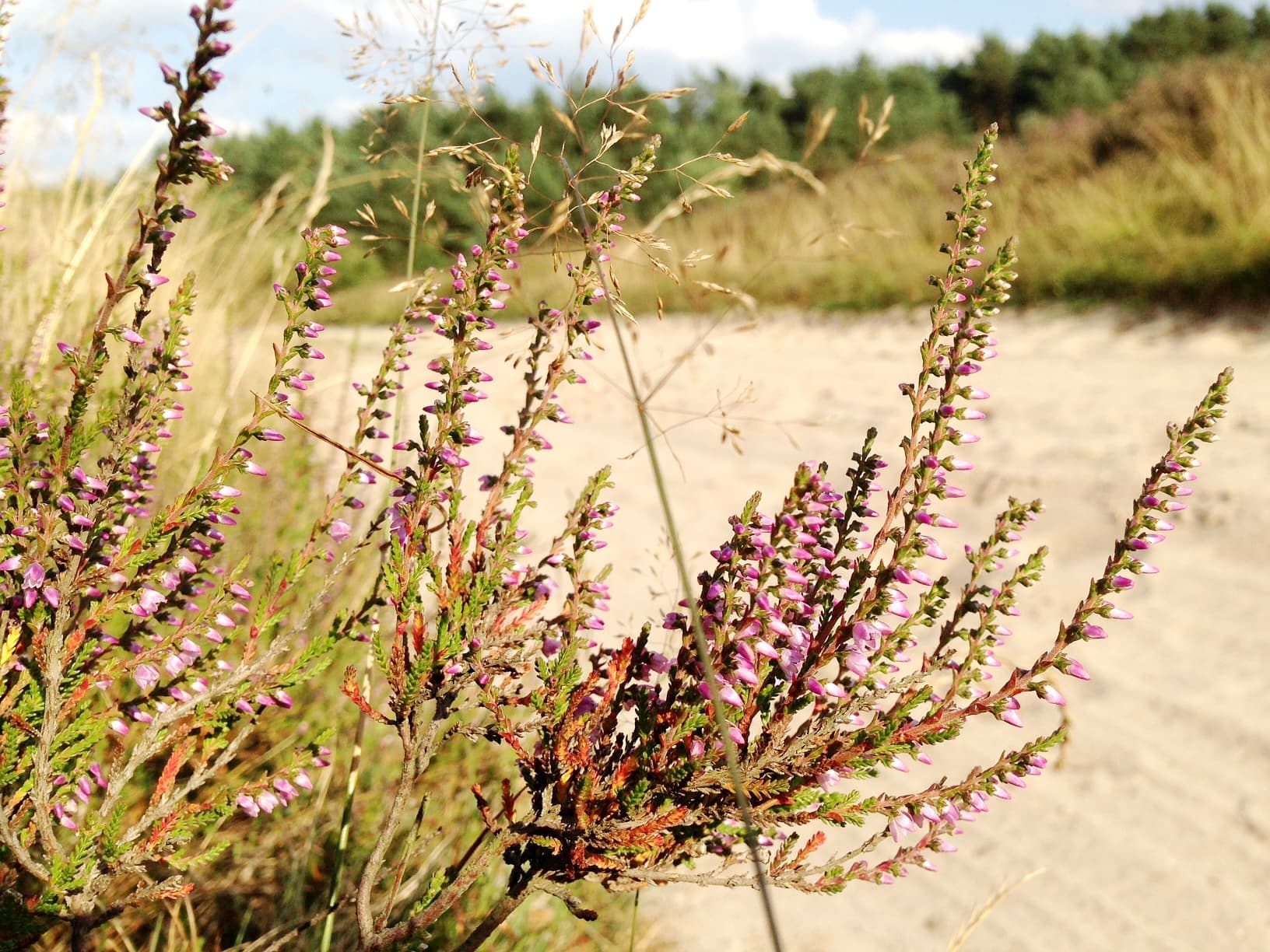 Dröge Heide Handeloh calluna