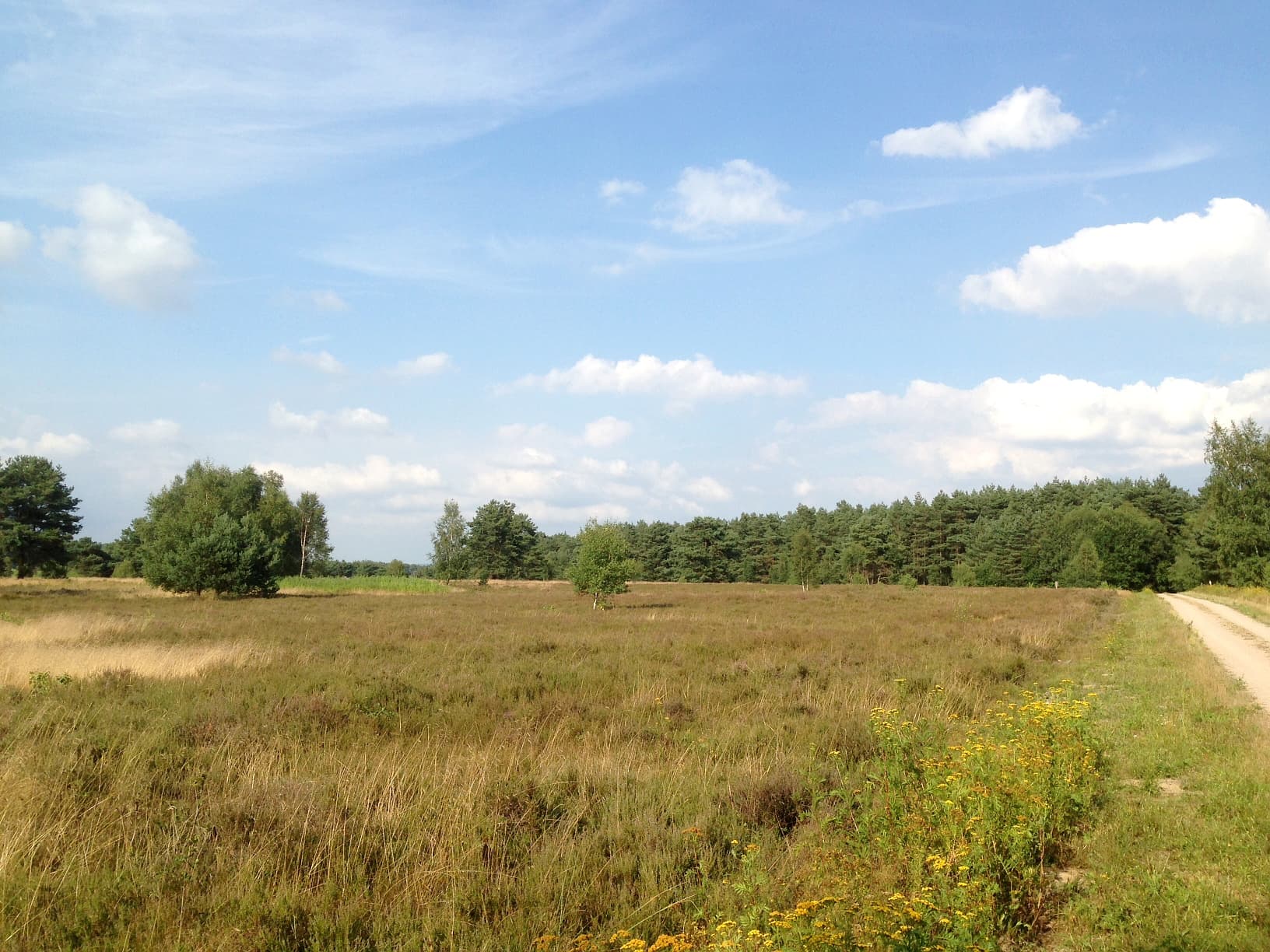 Dröge Heide Handeloh landschaft