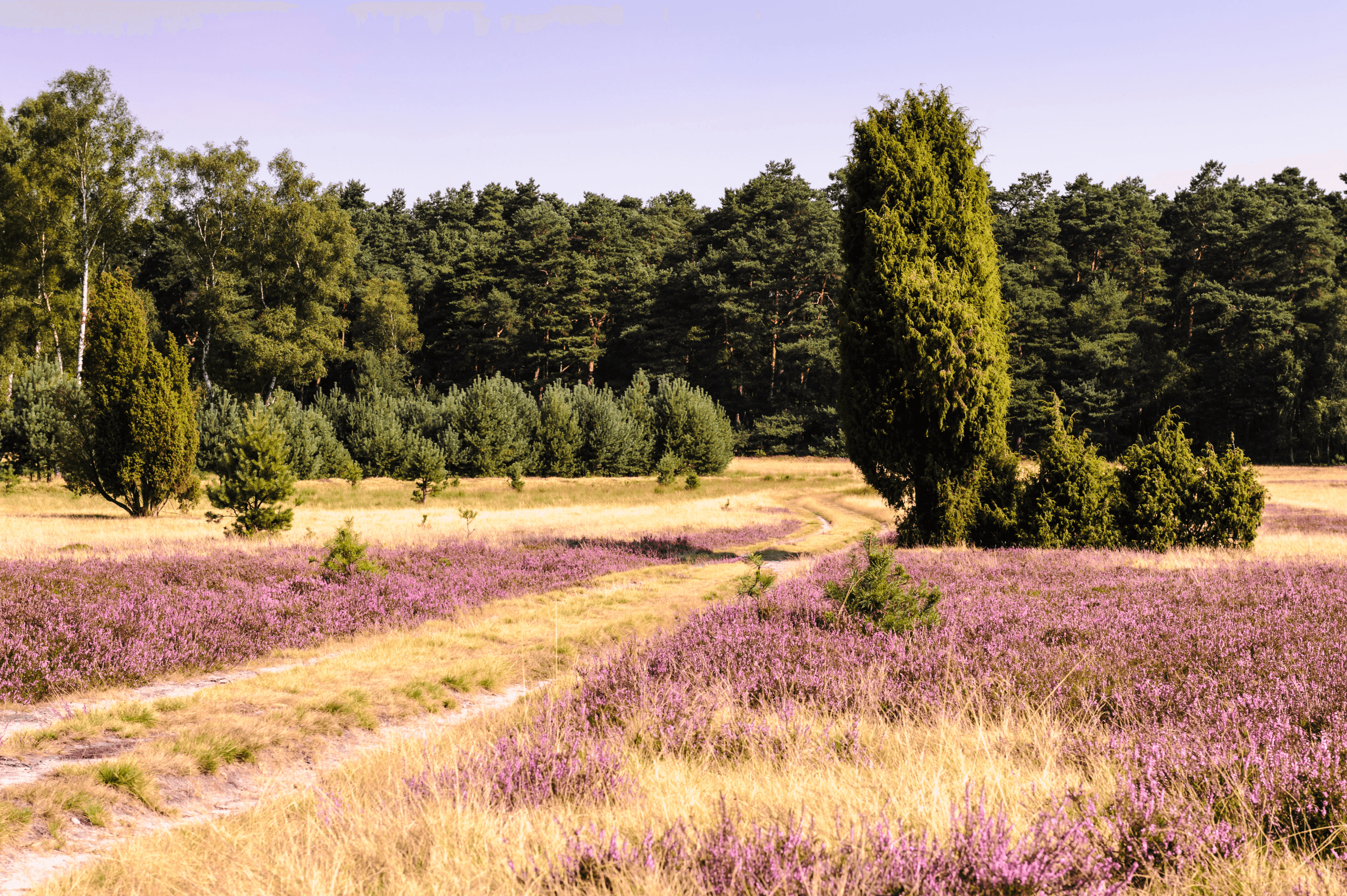 Die oberoher heide liegt in der lüneburger heide