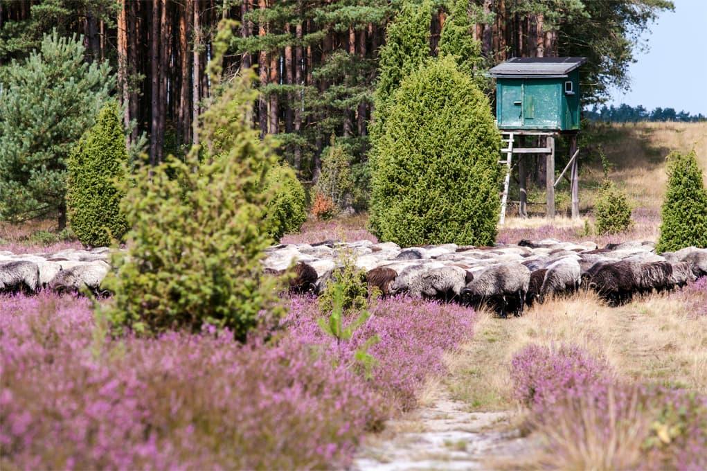 Oberoher Heide bei Müden Heidschnuckenherde Heidschnuckenweg wandern