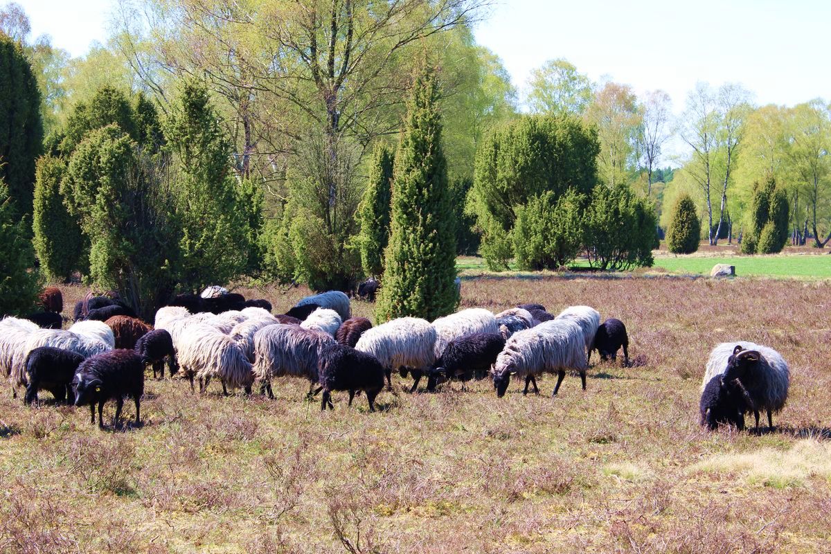 Heidschnucken auf der Oberoher Heide, Müden (Örtze), Hermannsburg, Naturpark Südheide