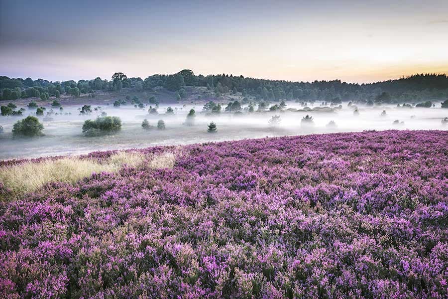 Sonnenaufgang Lüneburger Heide Aussichtspunkt Surhorn