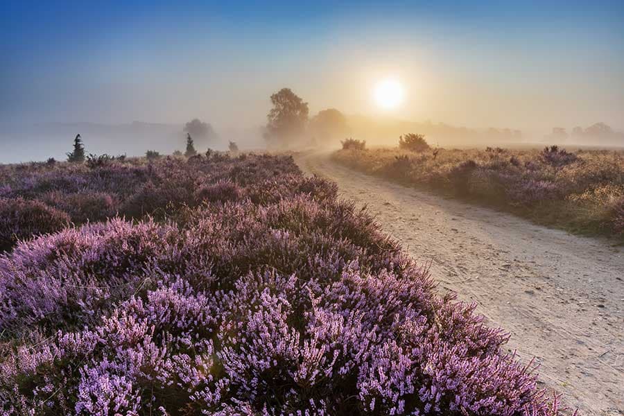 Sonnenaufgang am Surhorn Lüneburger Heide