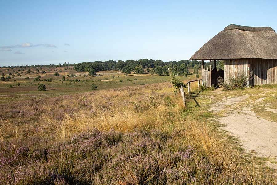Surhorn Herbst Naturschutzgebiet Lüneburger Heide