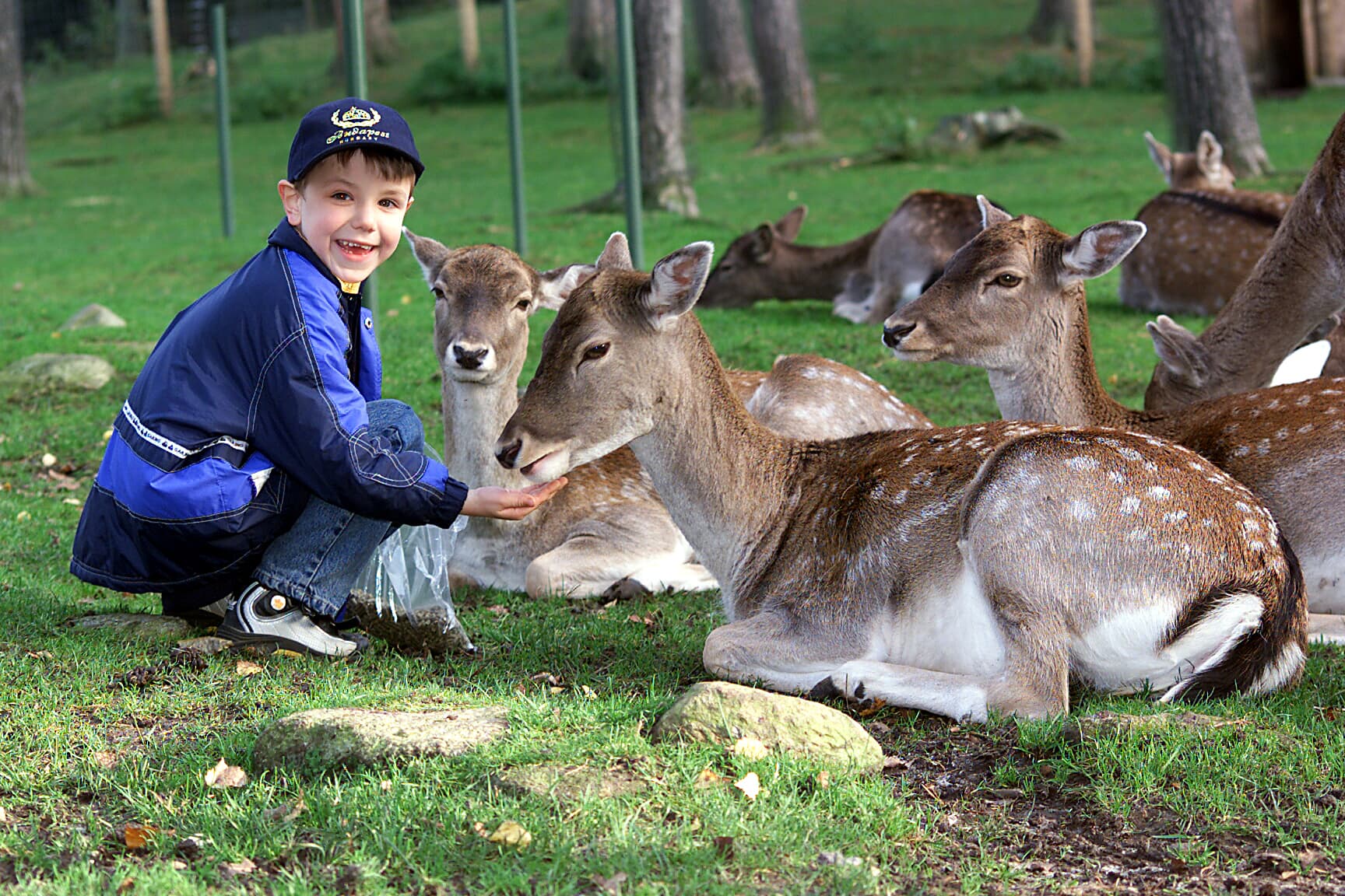 Damwild im Wildpark Lüneburger HeideFallow deer in the Lüneburg Heath Wildlife ParkDådyr i Lüneburg Heath Wildlife ParkDamherten in het wildpark op de Lüneburger Heide