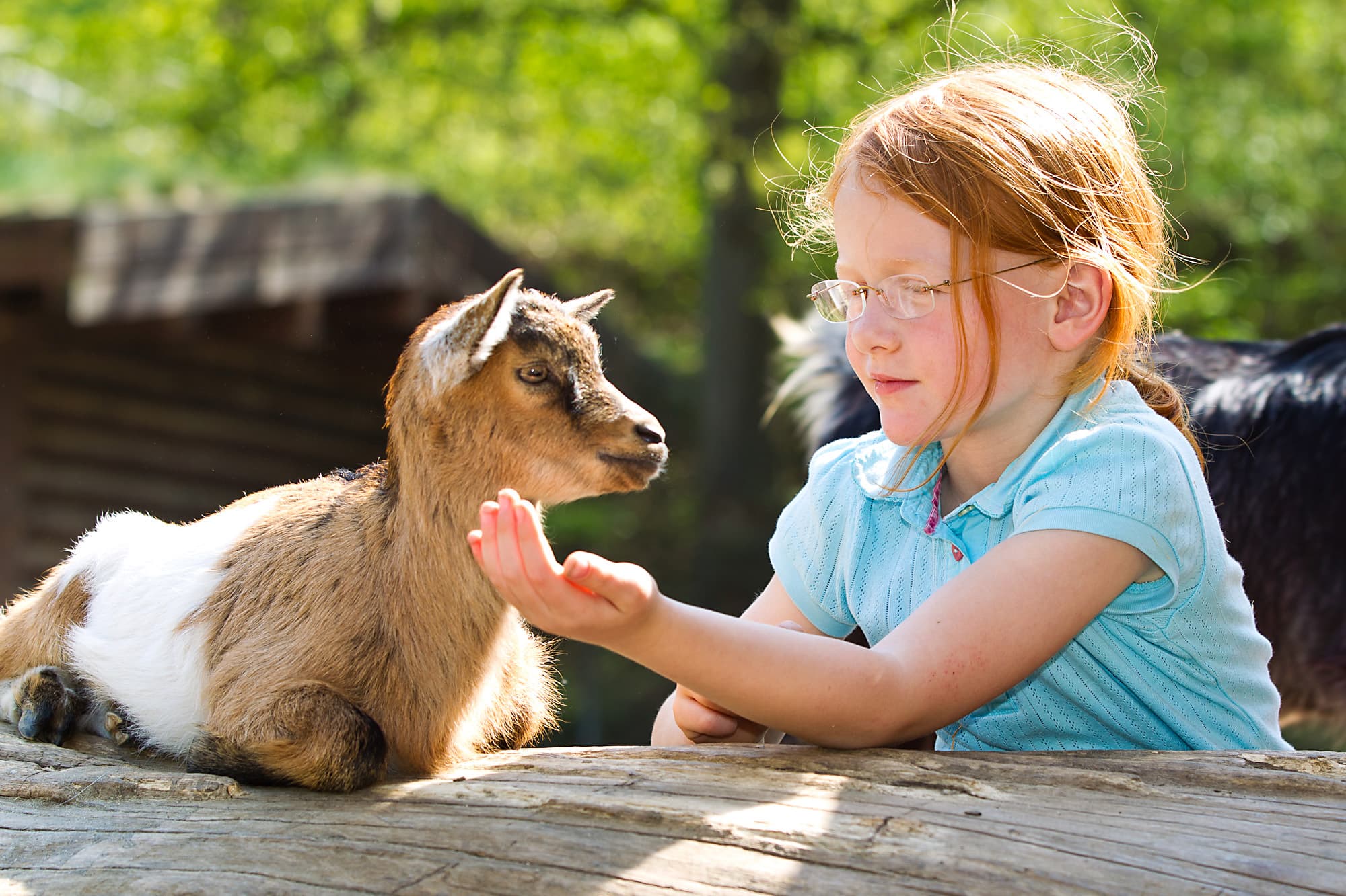 Der Streichelzoo für die Kinder im TierparkThe petting zoo for children at the zooBørnezoo for børn i zoologisk haveDe kinderboerderij in de dierentuin