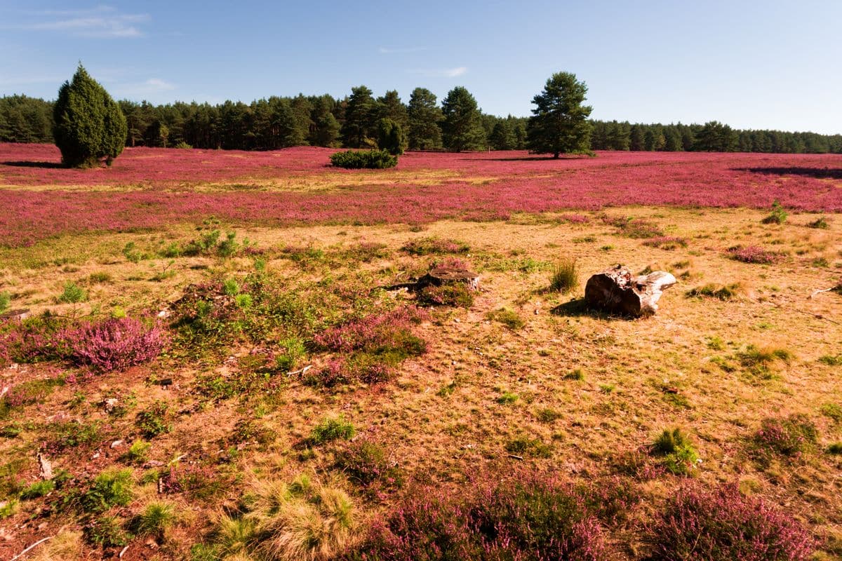 Luftaufnahme der Misselhorner Heide, Hermannsburg, Naturpark Südheide