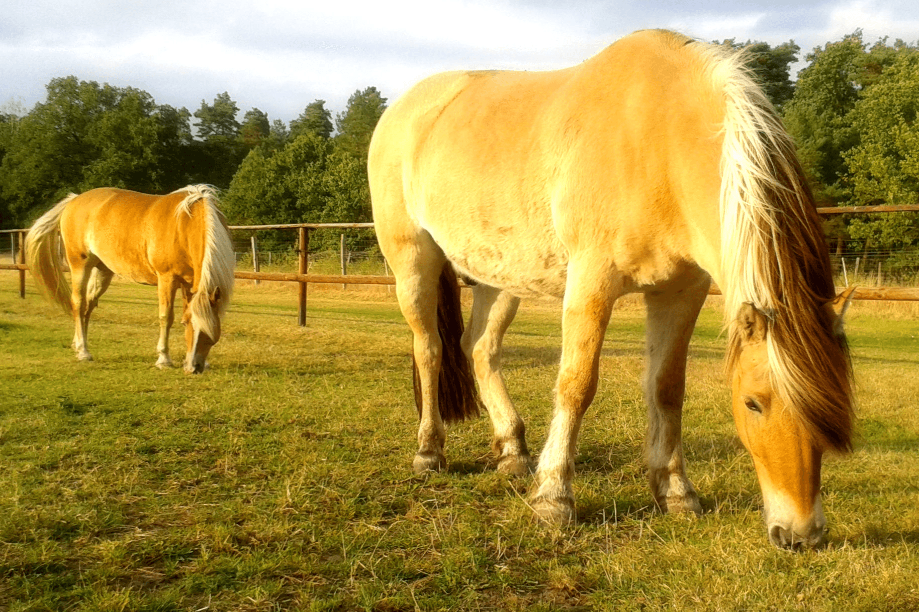 Mona & Lobo auf dem Schröderhof Unterlüß