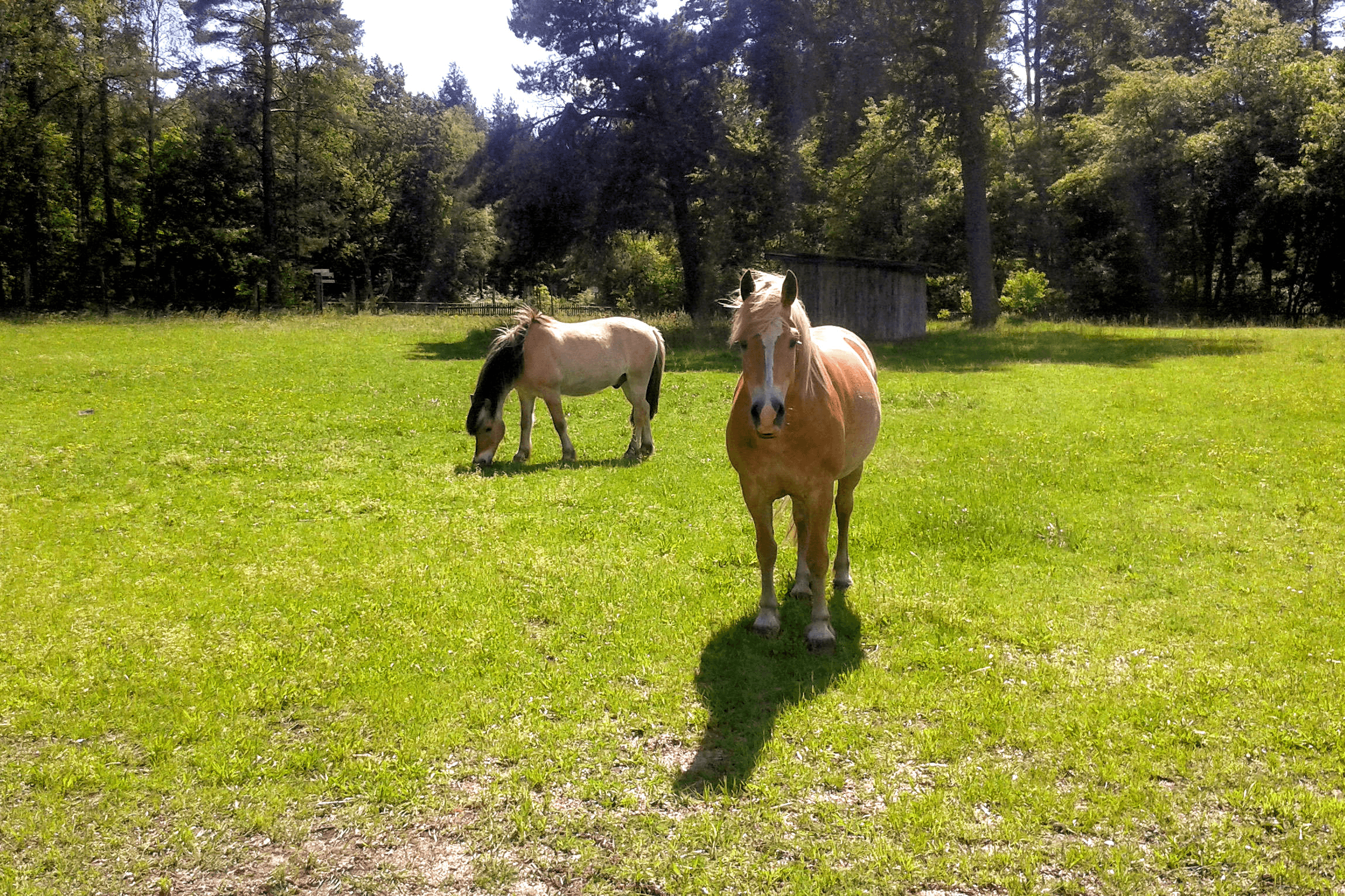 Mona & Lobo auf dem Schröderhof Unterlüß