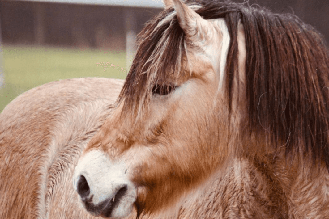 Pferde auf dem Schröderhof Unterlüß