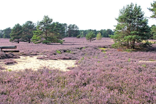 Best Western Hotel Heidehof Hermannsburg, Misselhorner Heide