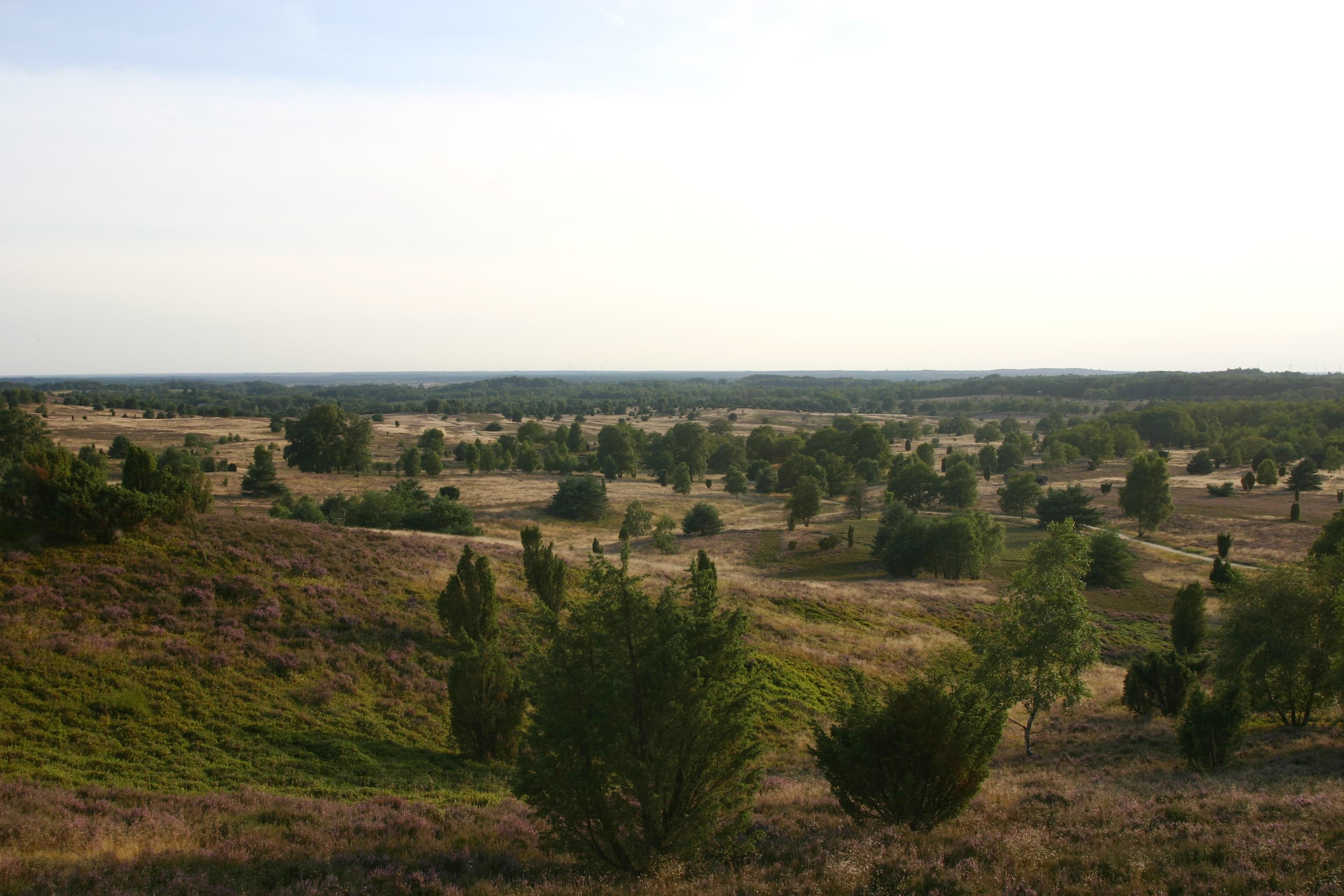 Blick vom Wilseder Berg