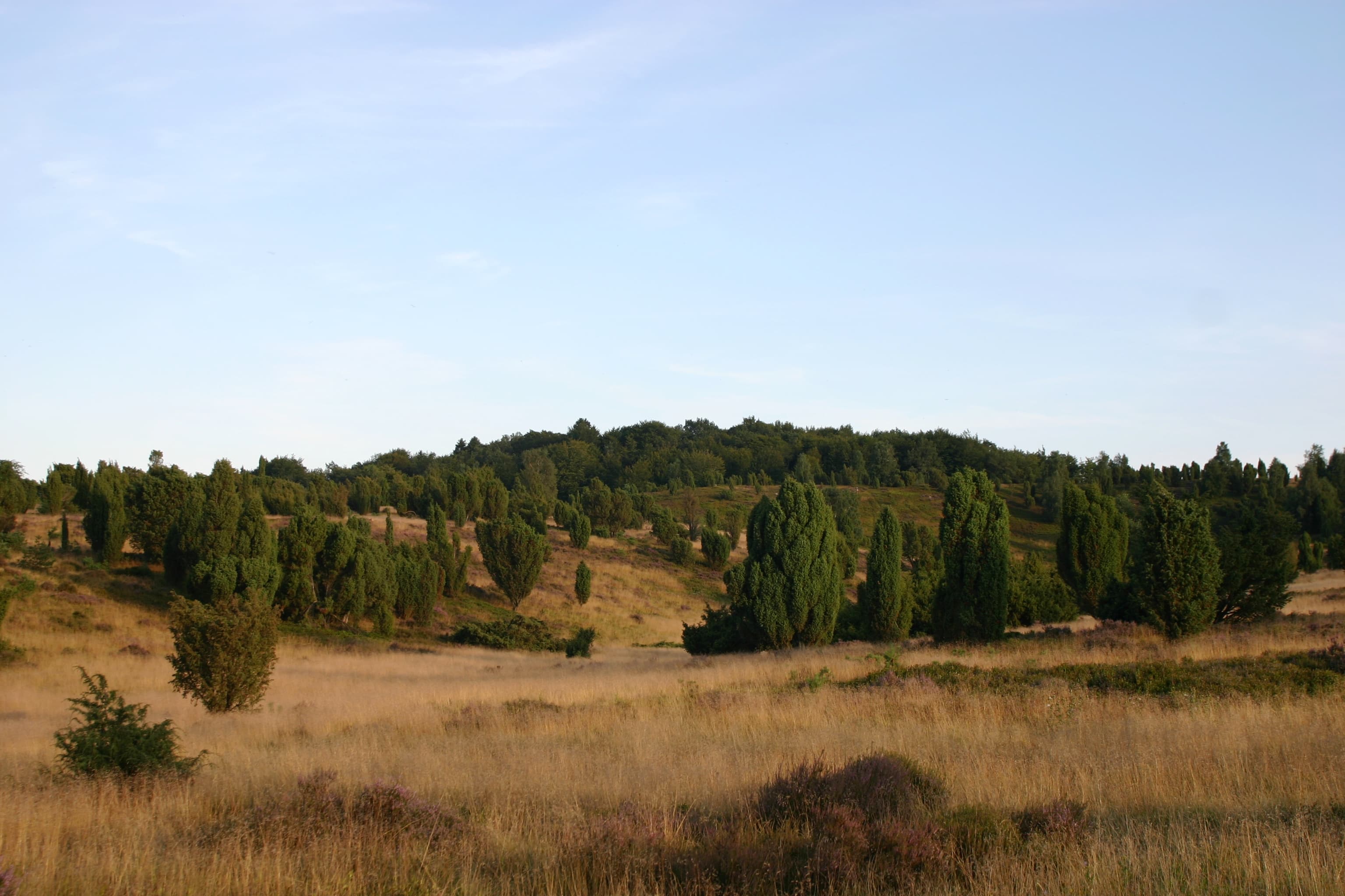 Landschaft rund um den Wilseder Berg
