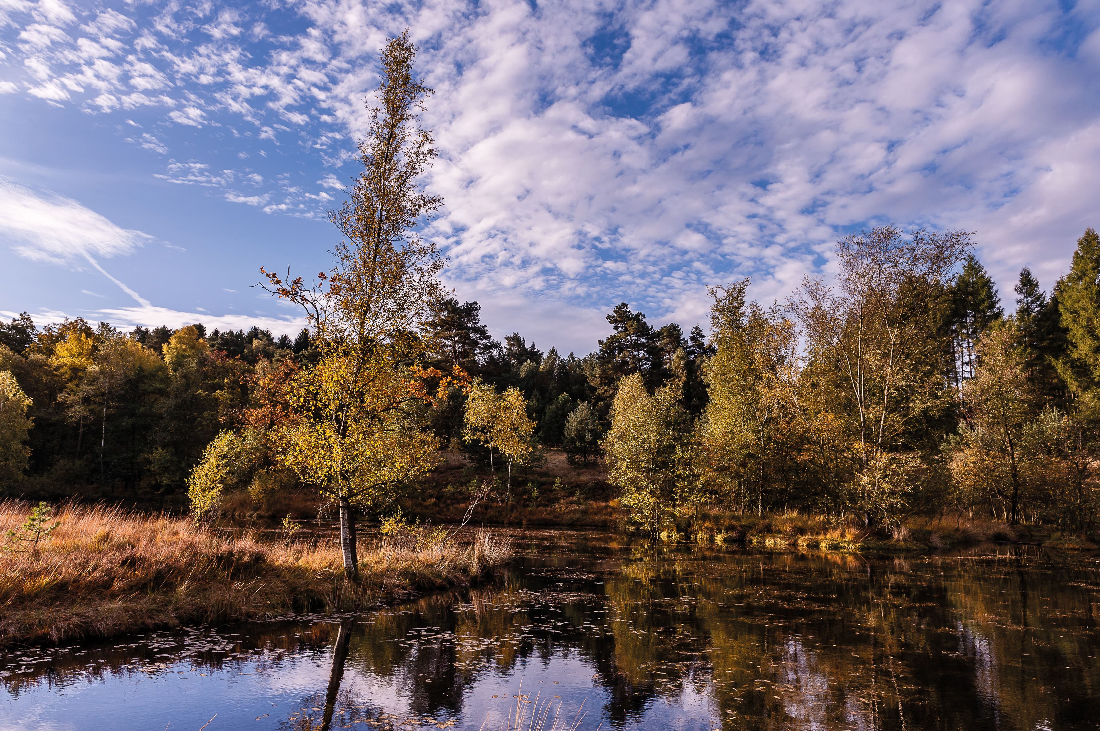 Pastorenteiche bei Wesel im Herbst am Heidschnuckenweg Wanderweg