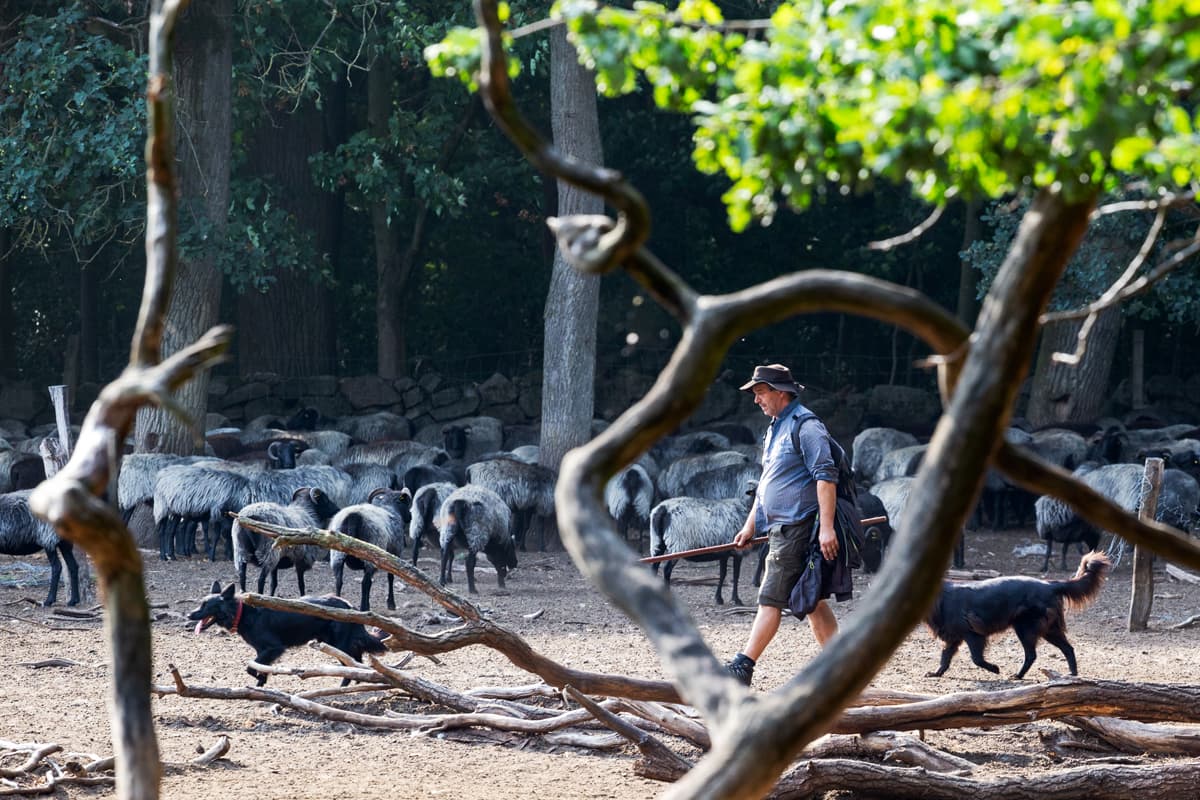 Heidschnucken schäfer