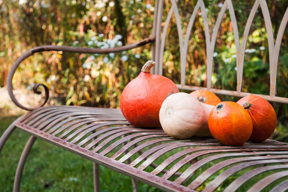 Herbst Urlaub in Deutschland Lüneburger Heide Bank