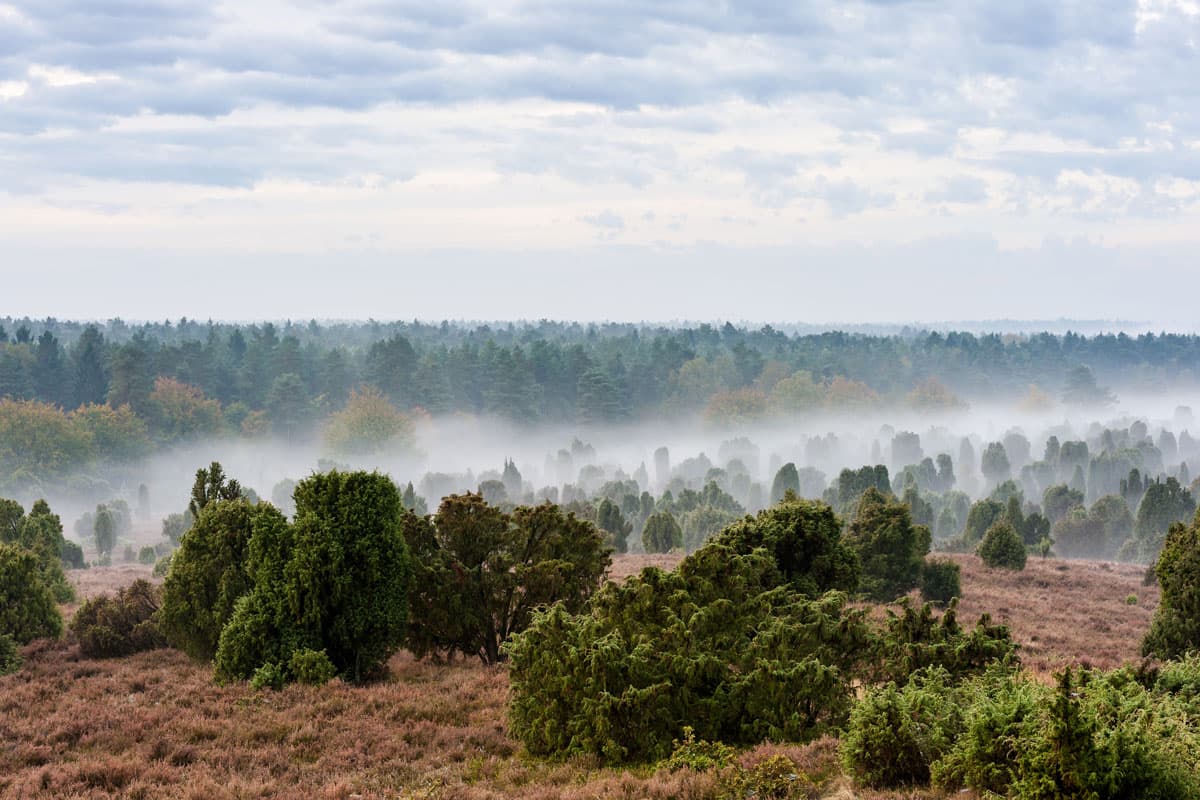 Wanderung im Herbst in der Heide mit mystischem Nebel