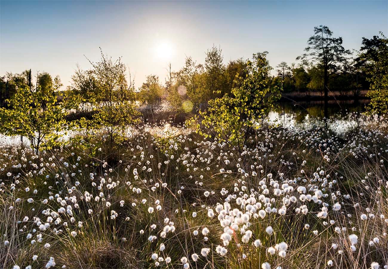 Wollgrasblüte im Pietzmoor Schneverdingen Lüneburger Heide